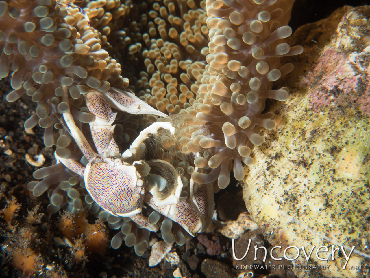Spotted Porcelain Crab (neopetrolisthes Maculatus), photo taken in Indonesia, Bali, Tulamben, Batu Belah