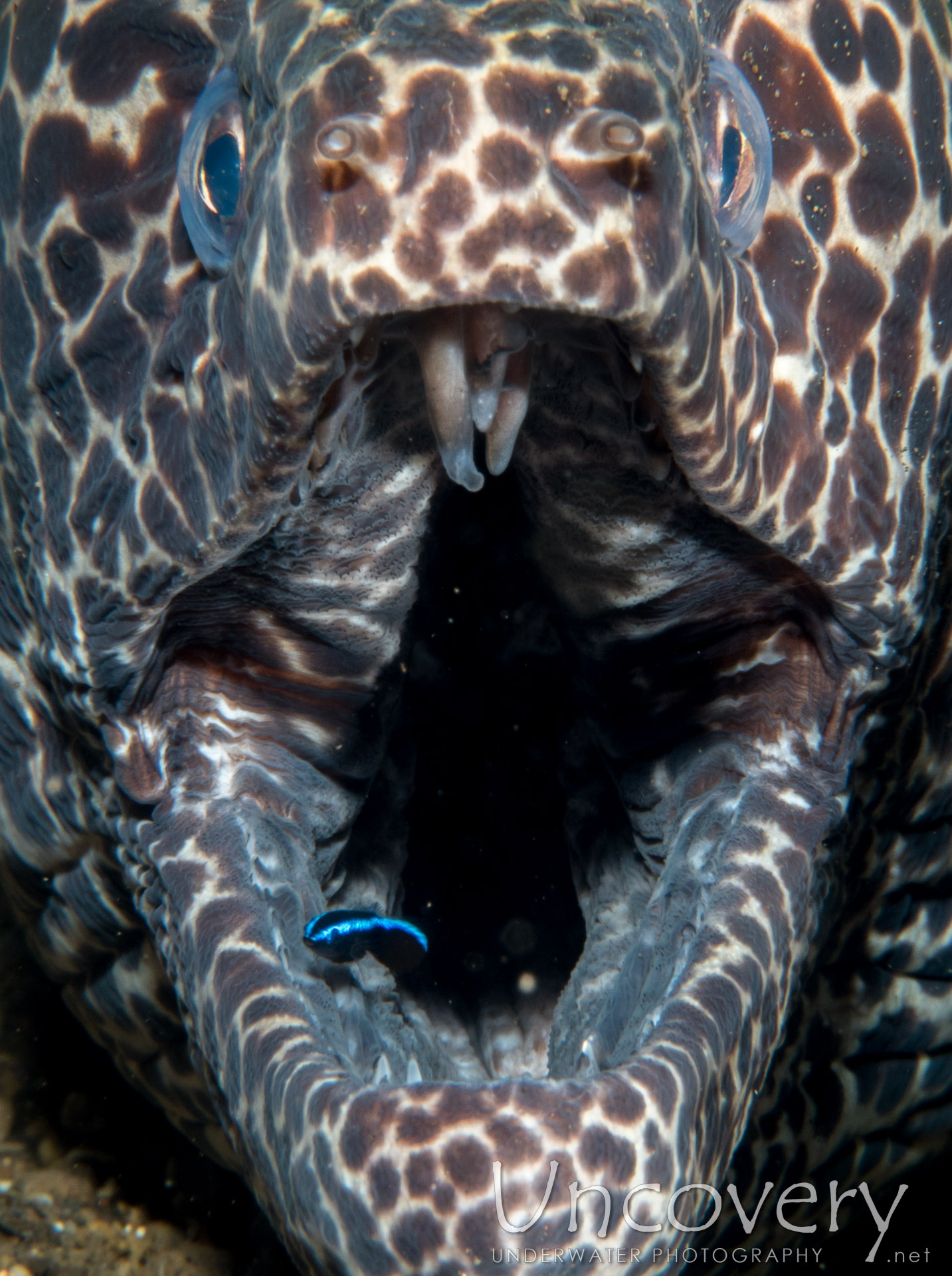 Spotted Moray (gymnothorax Isingteena), photo taken in Indonesia, Bali, Tulamben, Batu Belah