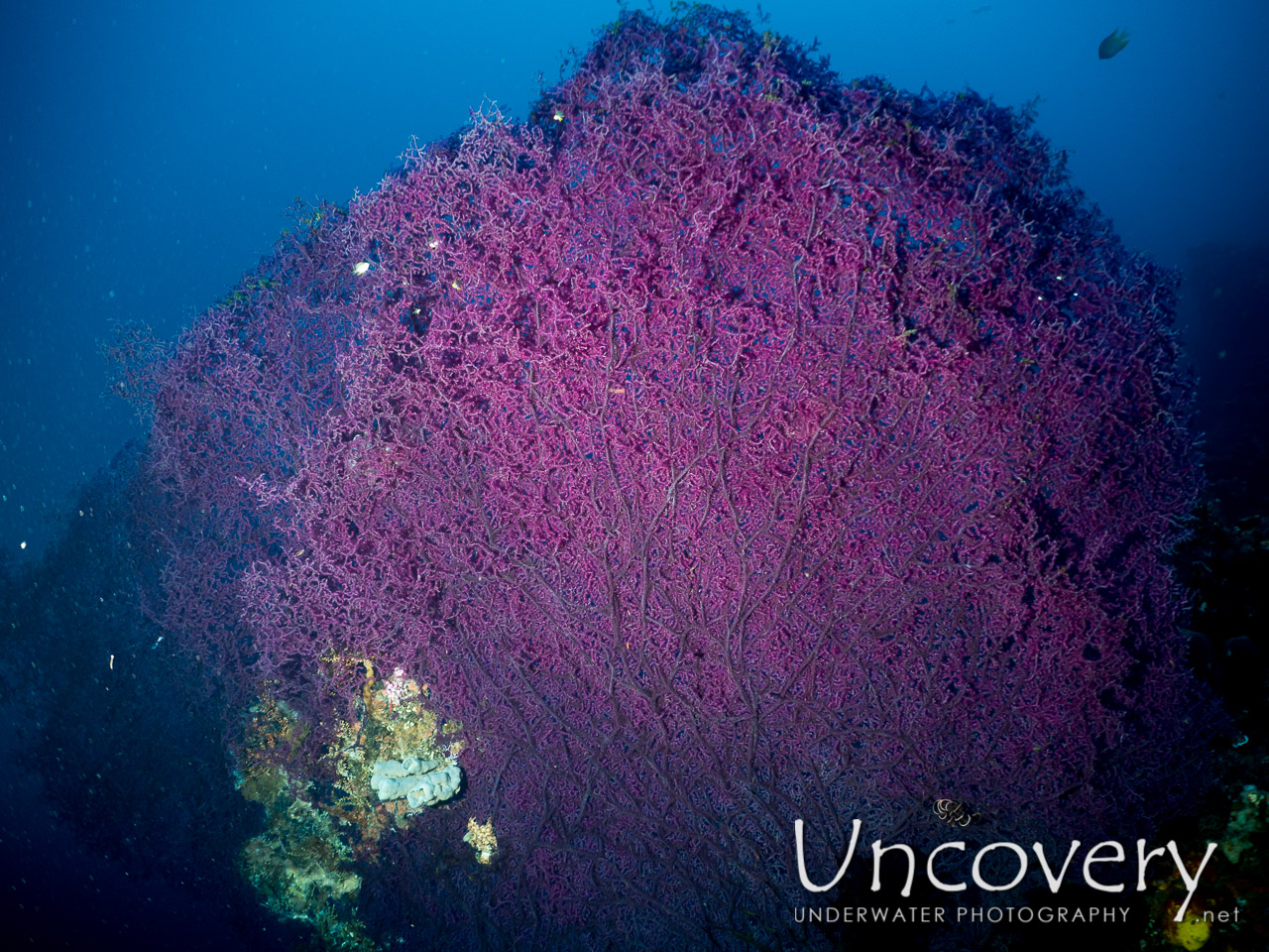 Coral, photo taken in Indonesia, Bali, Tulamben, Drop Off