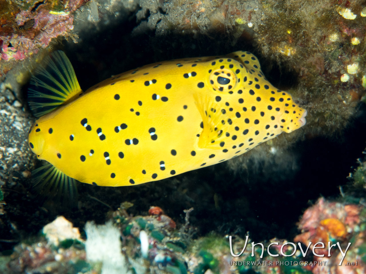 Yellow Boxfish (ostracion Cubicus), photo taken in Indonesia, Bali, Tulamben, Drop Off
