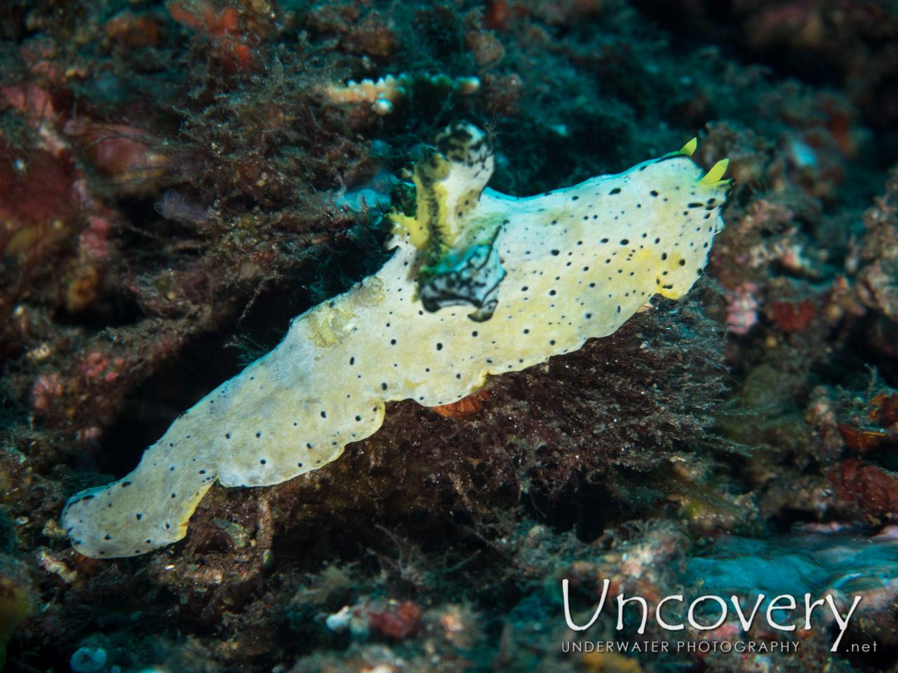 Nudibranch, photo taken in Indonesia, Bali, Tulamben, Drop Off