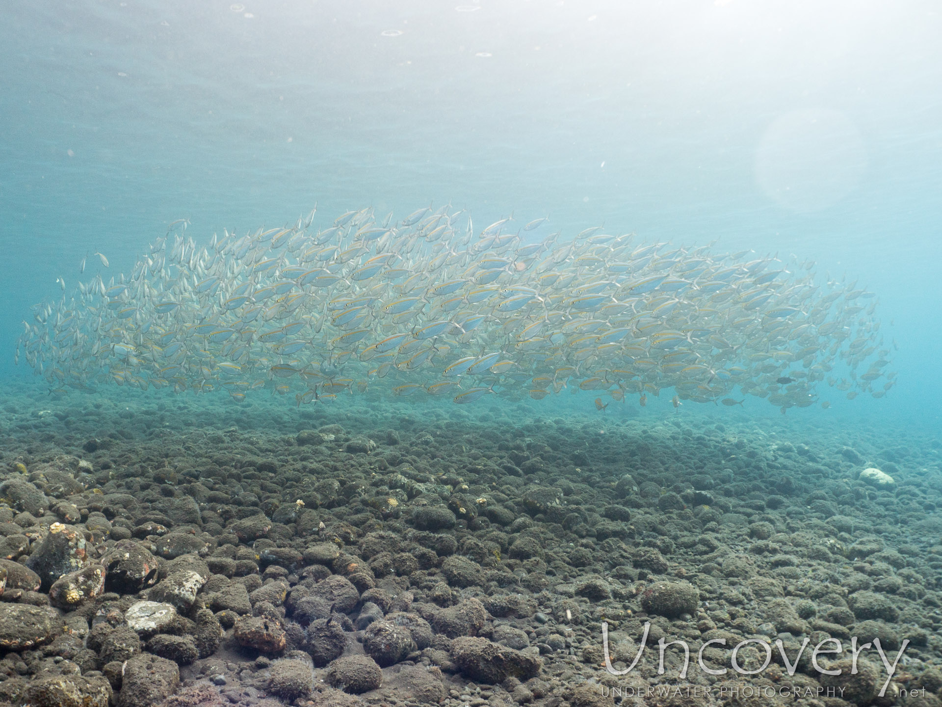 Oxeye Scad (selar Boops), photo taken in Indonesia, Bali, Tulamben, Drop Off