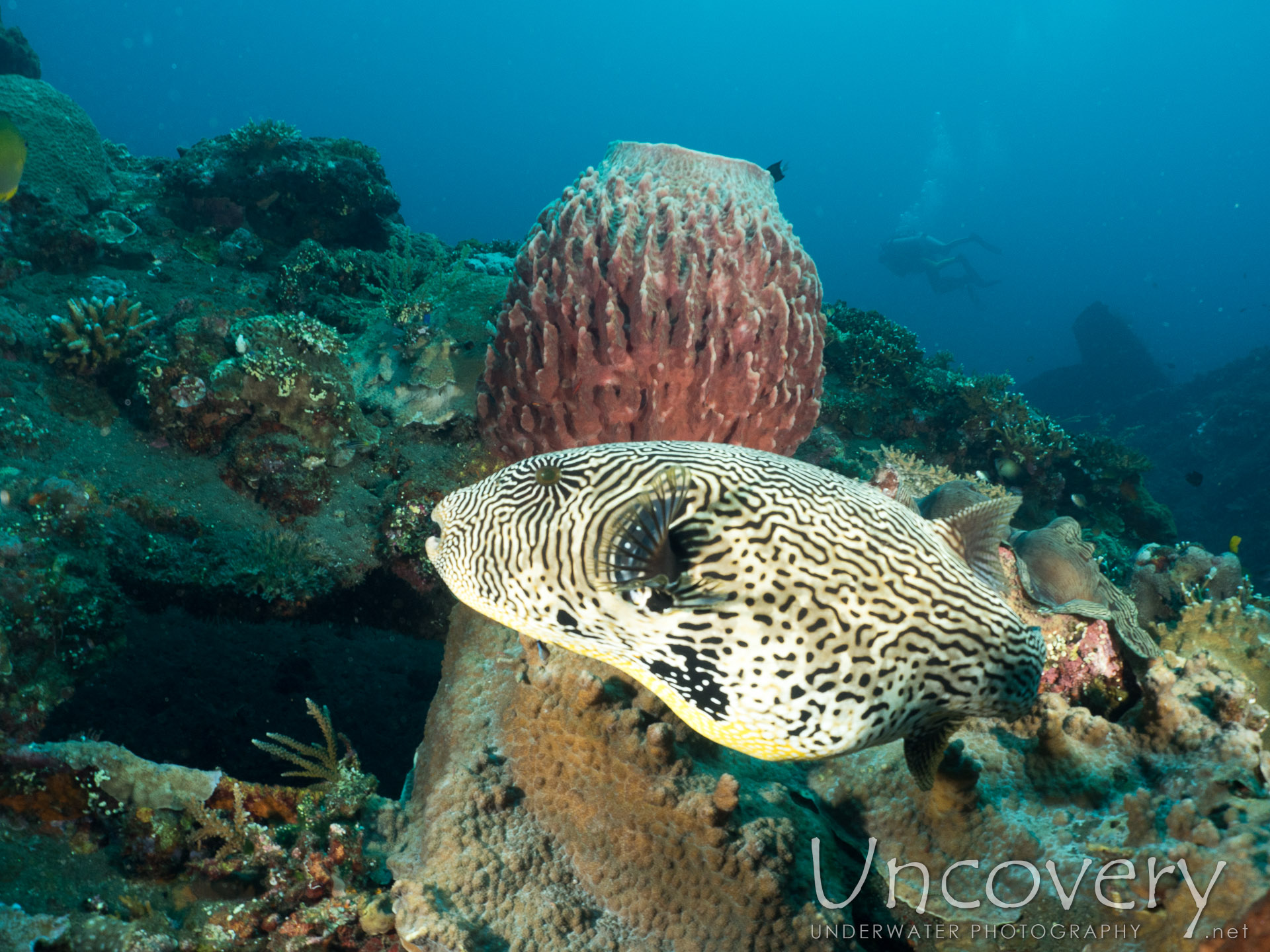 Pufferfish, photo taken in Indonesia, Bali, Tulamben, Liberty Wreck