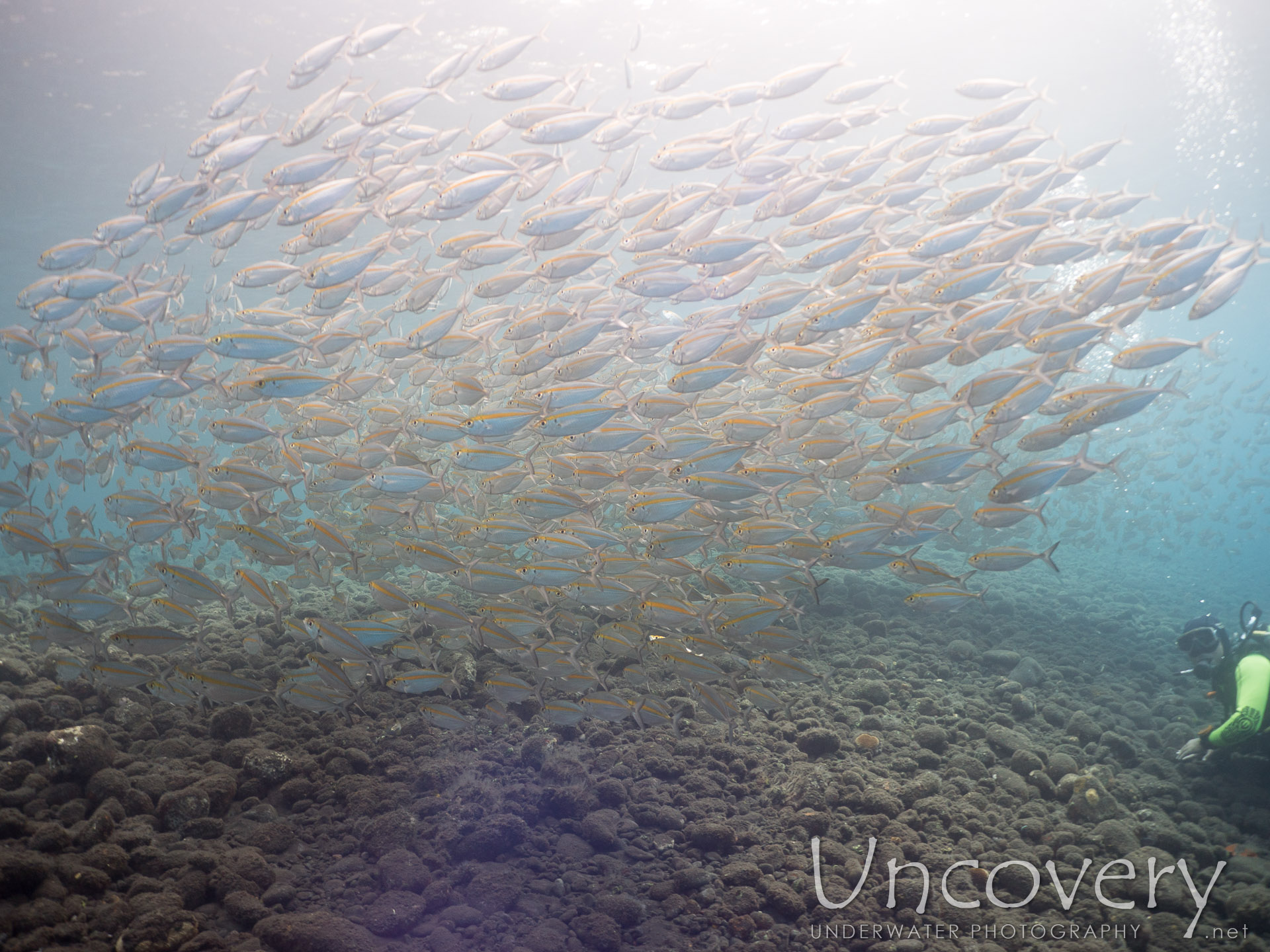 Oxeye Scad (selar Boops), photo taken in Indonesia, Bali, Tulamben, Drop Off