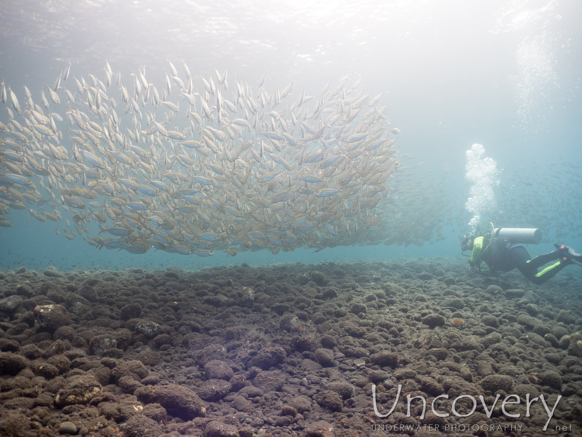 Oxeye Scad (selar Boops), photo taken in Indonesia, Bali, Tulamben, Drop Off