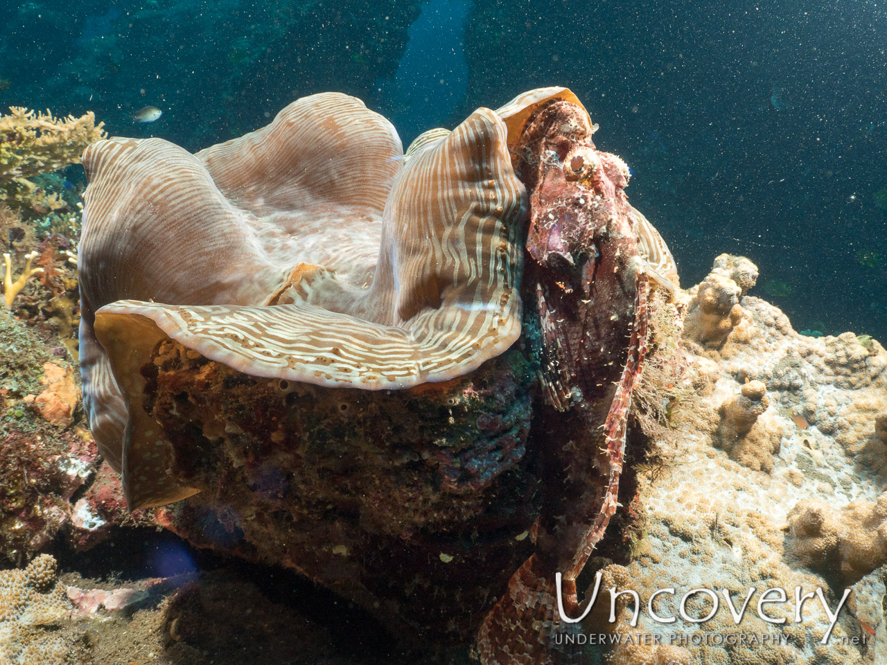 Giant Clam, Tassled Scorpionfish (scorpaenopsis Oxycephala), photo taken in Indonesia, Bali, Tulamben, Liberty Wreck