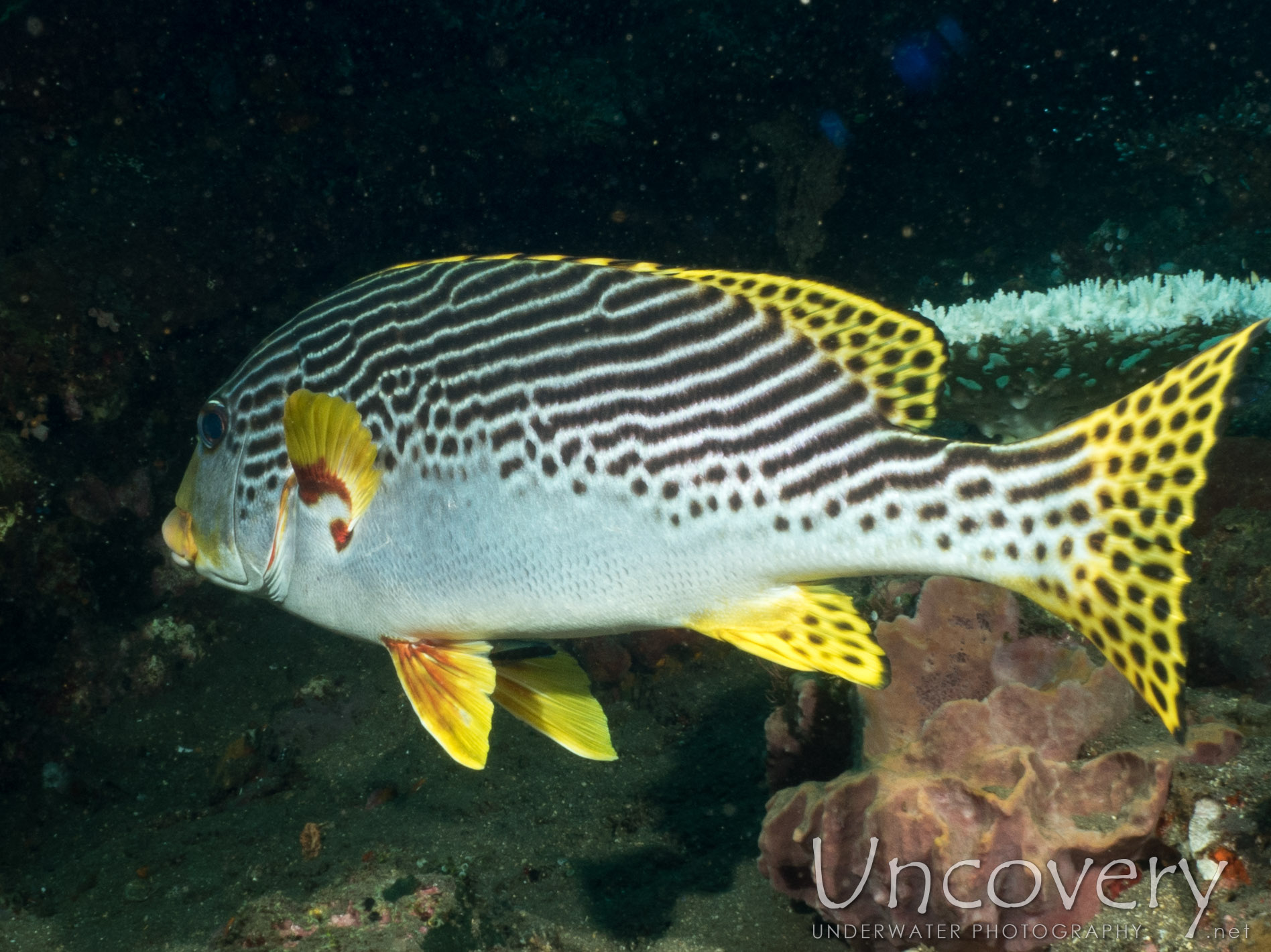 Oriental Sweetlip (plectorhinchus Vittatus), photo taken in Indonesia, Bali, Tulamben, Liberty Wreck