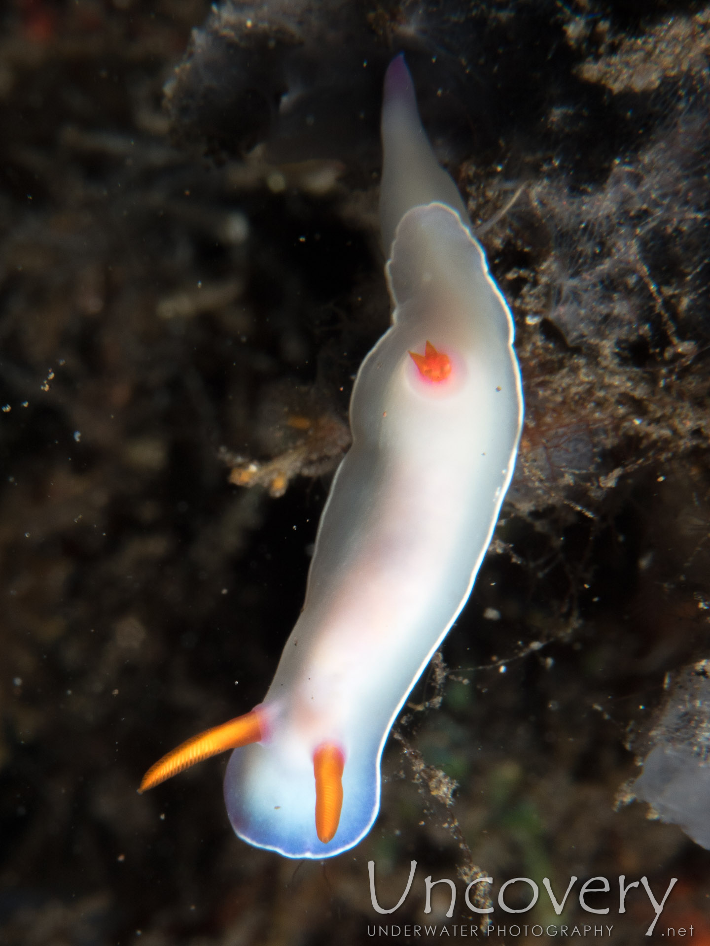 Nudibranch (hypselodoris Bullocki), photo taken in Indonesia, Bali, Tulamben, River