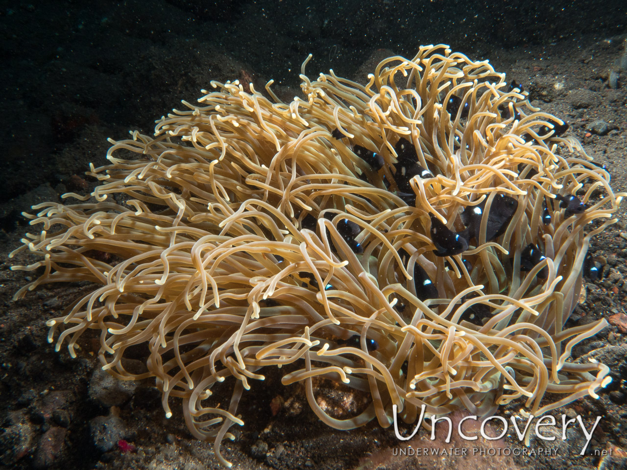 Tube Anemone (ceriantharia), photo taken in Indonesia, Bali, Tulamben, Liberty Wreck