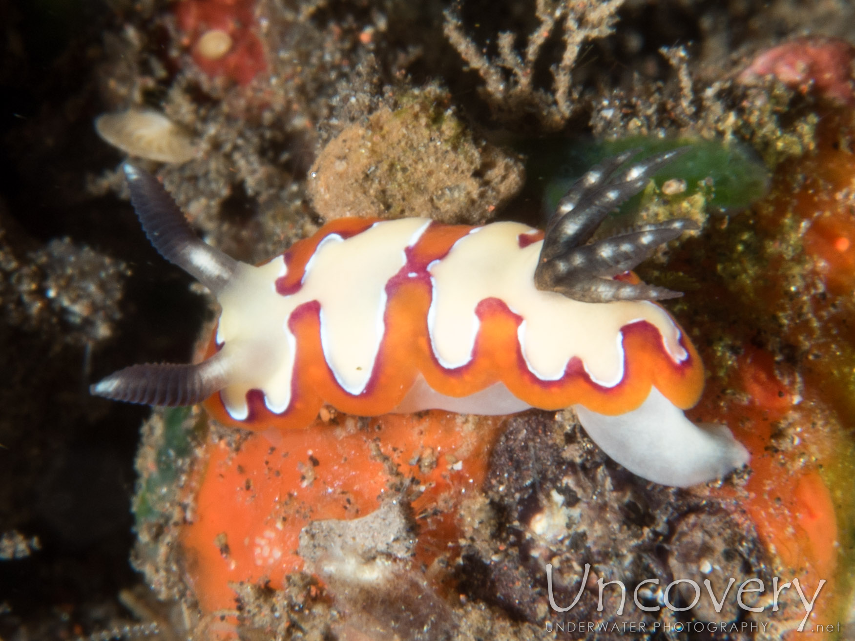 Nudibranch (goniobranchus Fidelis), photo taken in Indonesia, Bali, Tulamben, River