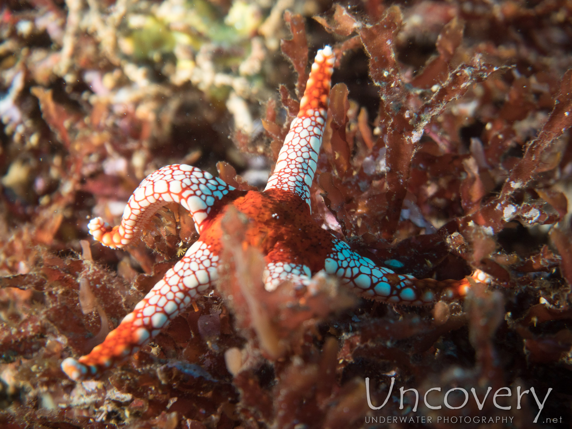 Starfish, photo taken in Indonesia, Bali, Tulamben, Ulami