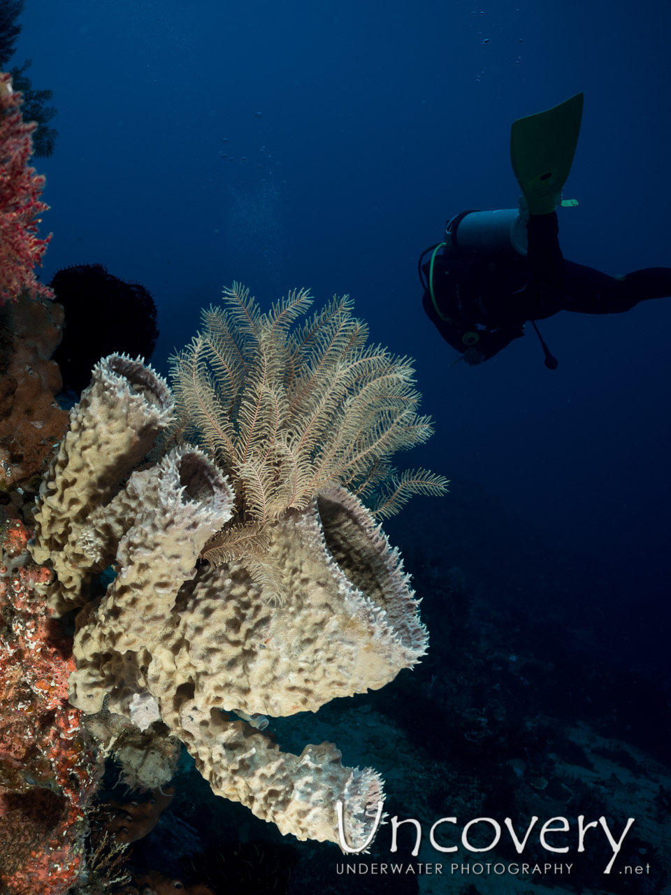 Sponge, photo taken in Indonesia, Bali, Tulamben, Ulami