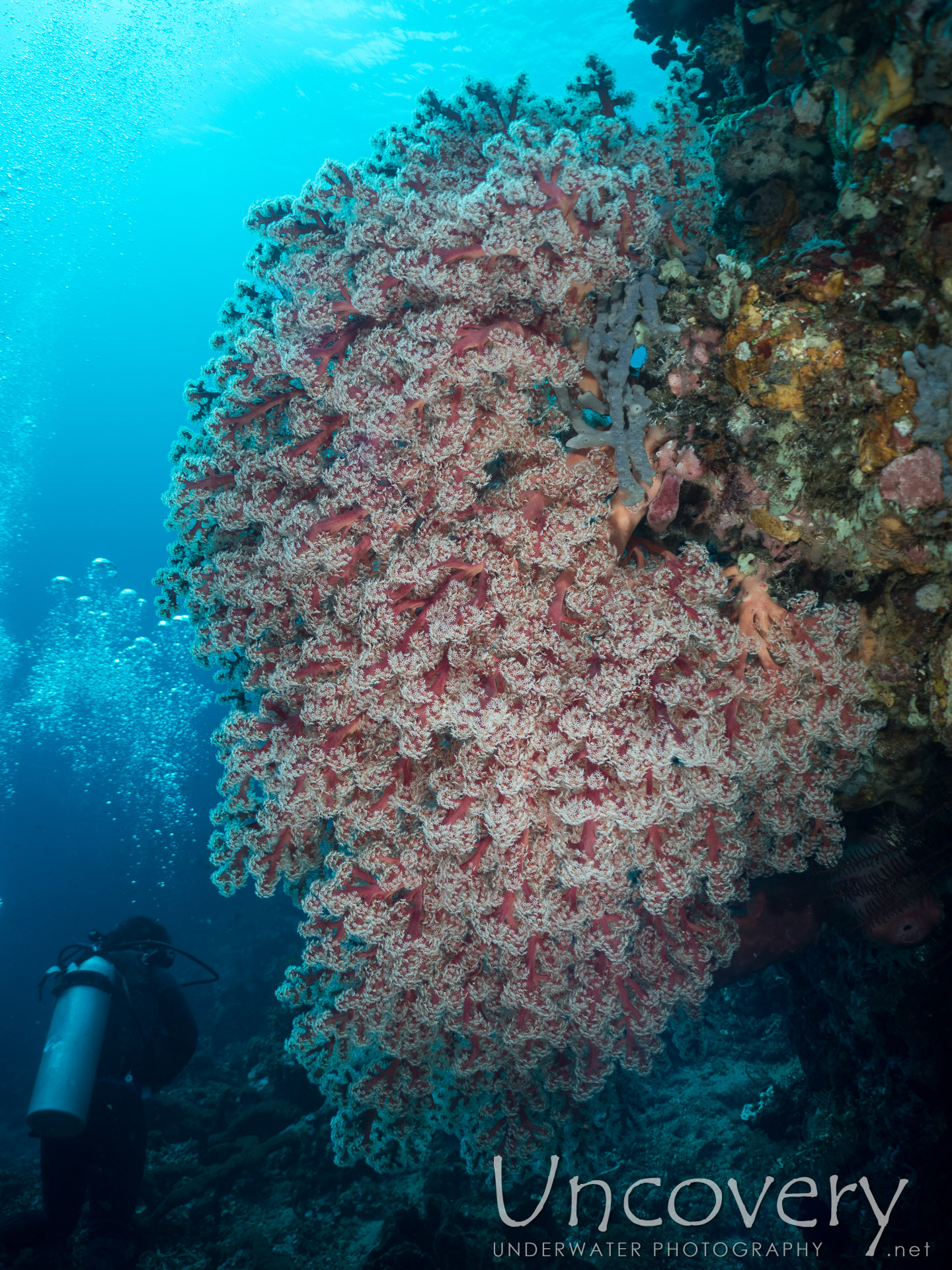 Coral, photo taken in Indonesia, Bali, Tulamben, Ulami