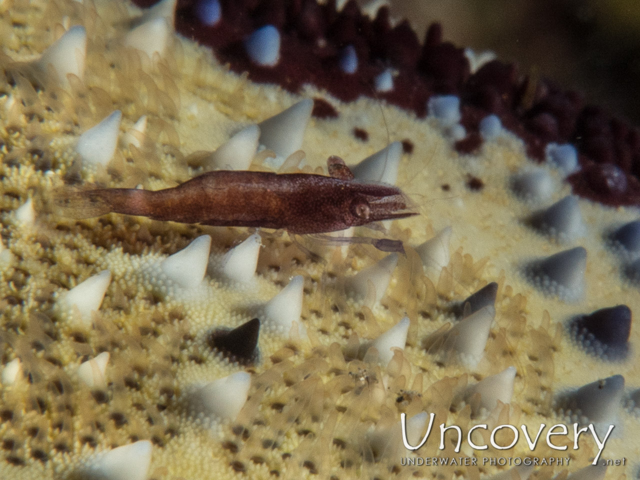 Sea Star Shrimp (zenopontonia Soror), photo taken in Indonesia, Bali, Tulamben, Ulami