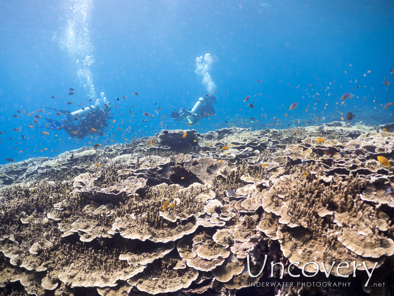 Coral, photo taken in Indonesia, Bali, Tulamben, Ulami