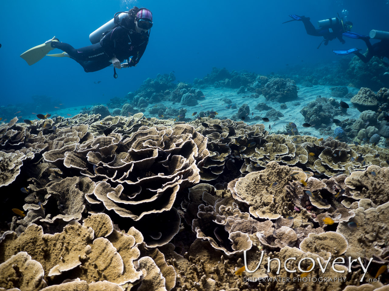 Coral, photo taken in Indonesia, Bali, Tulamben, Ulami
