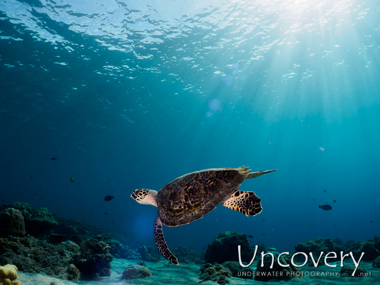 Hawksbill Sea Turtle (eretmochelys Imbricata), photo taken in Indonesia, Bali, Tulamben, Ulami