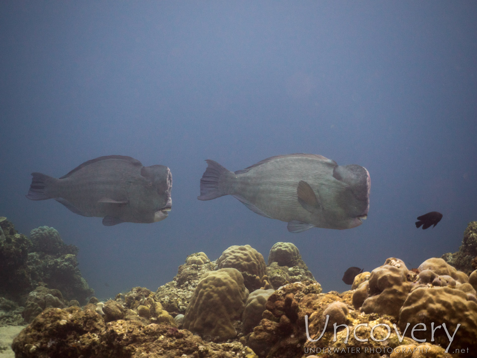 Humphead Parrotfish (bolbometopon Muricatum), photo taken in Indonesia, Bali, Tulamben, Ulami