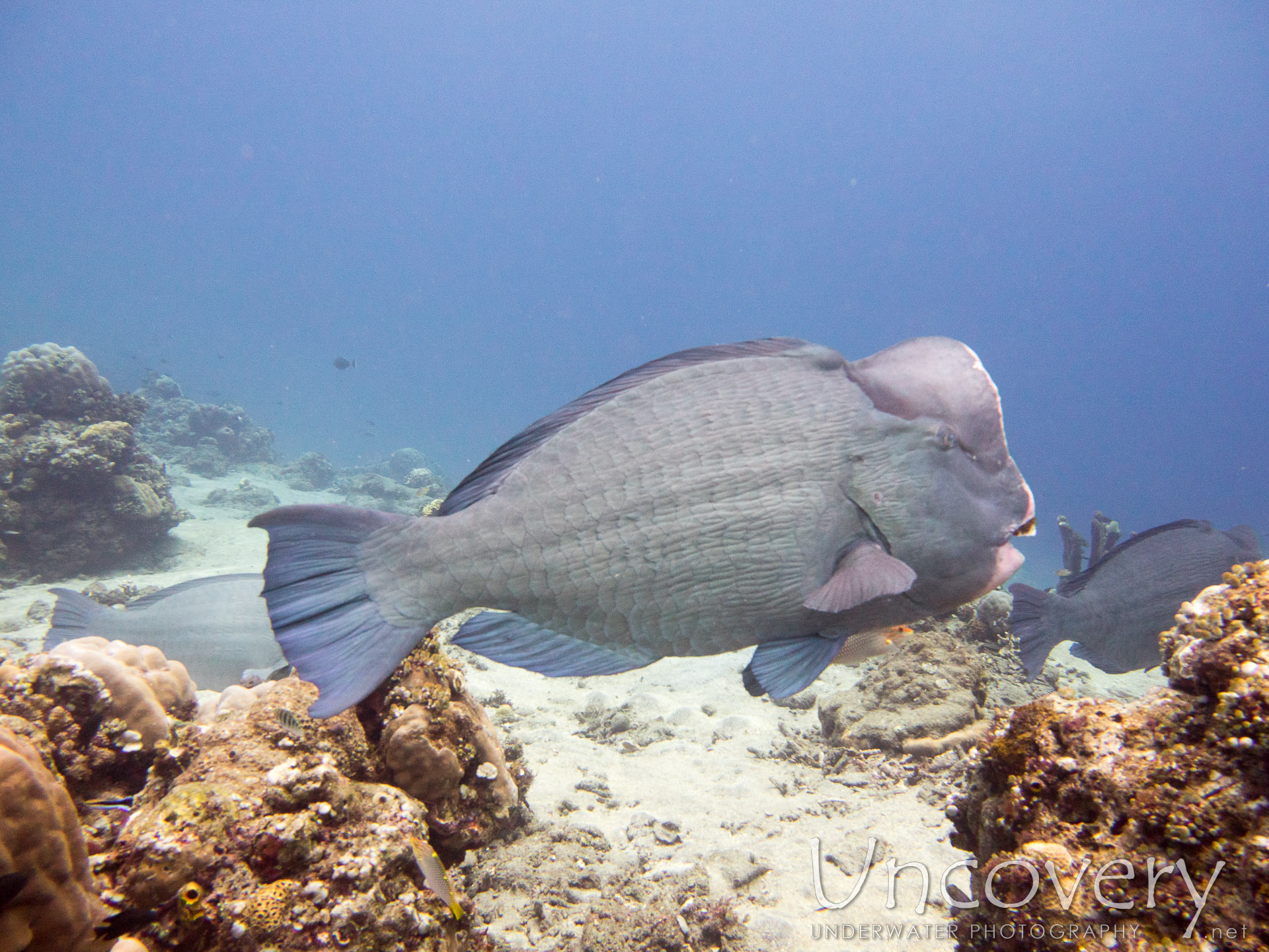 Humphead Parrotfish (bolbometopon Muricatum), photo taken in Indonesia, Bali, Tulamben, Ulami