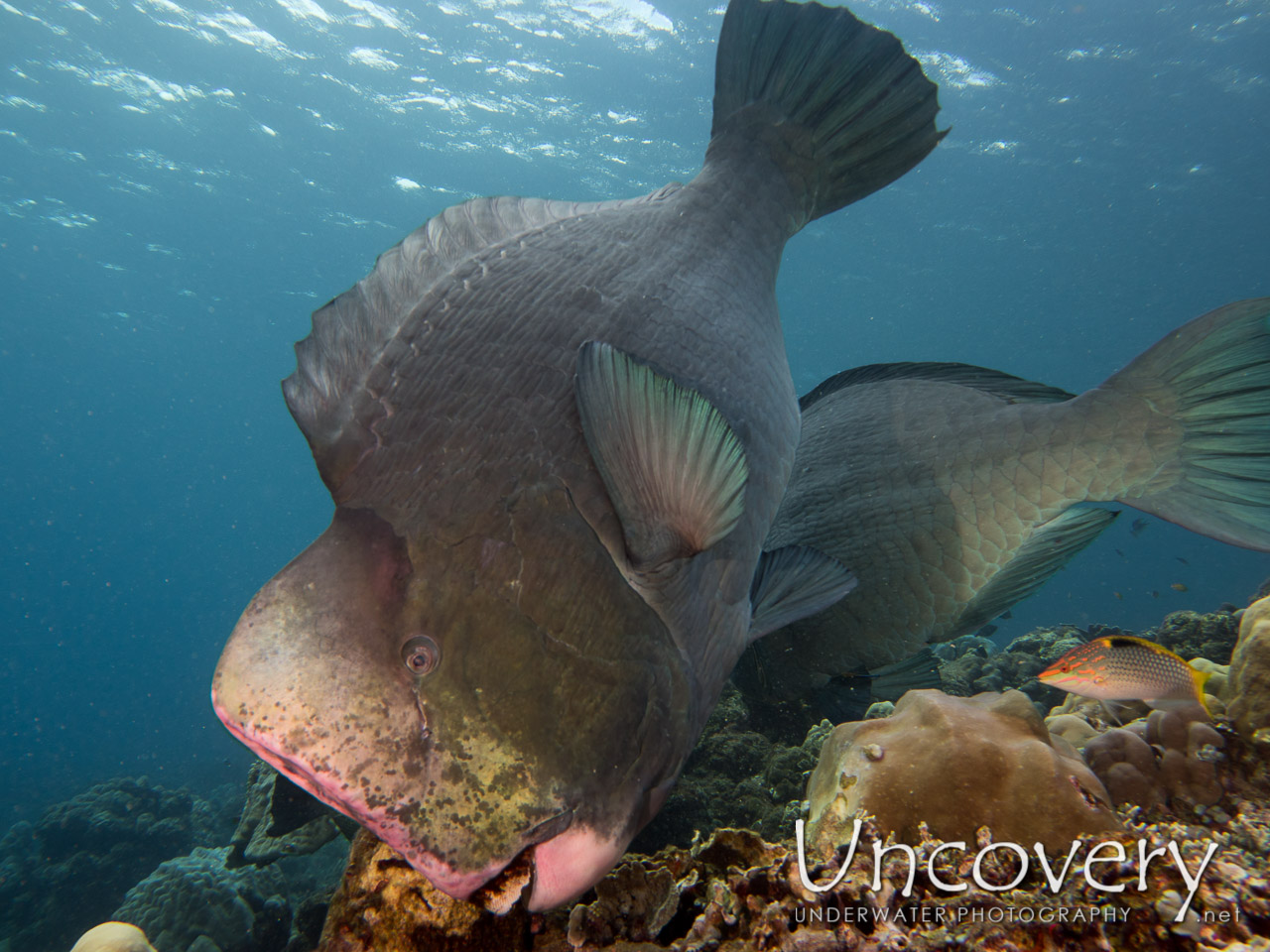 Humphead Parrotfish (bolbometopon Muricatum), photo taken in Indonesia, Bali, Tulamben, Ulami