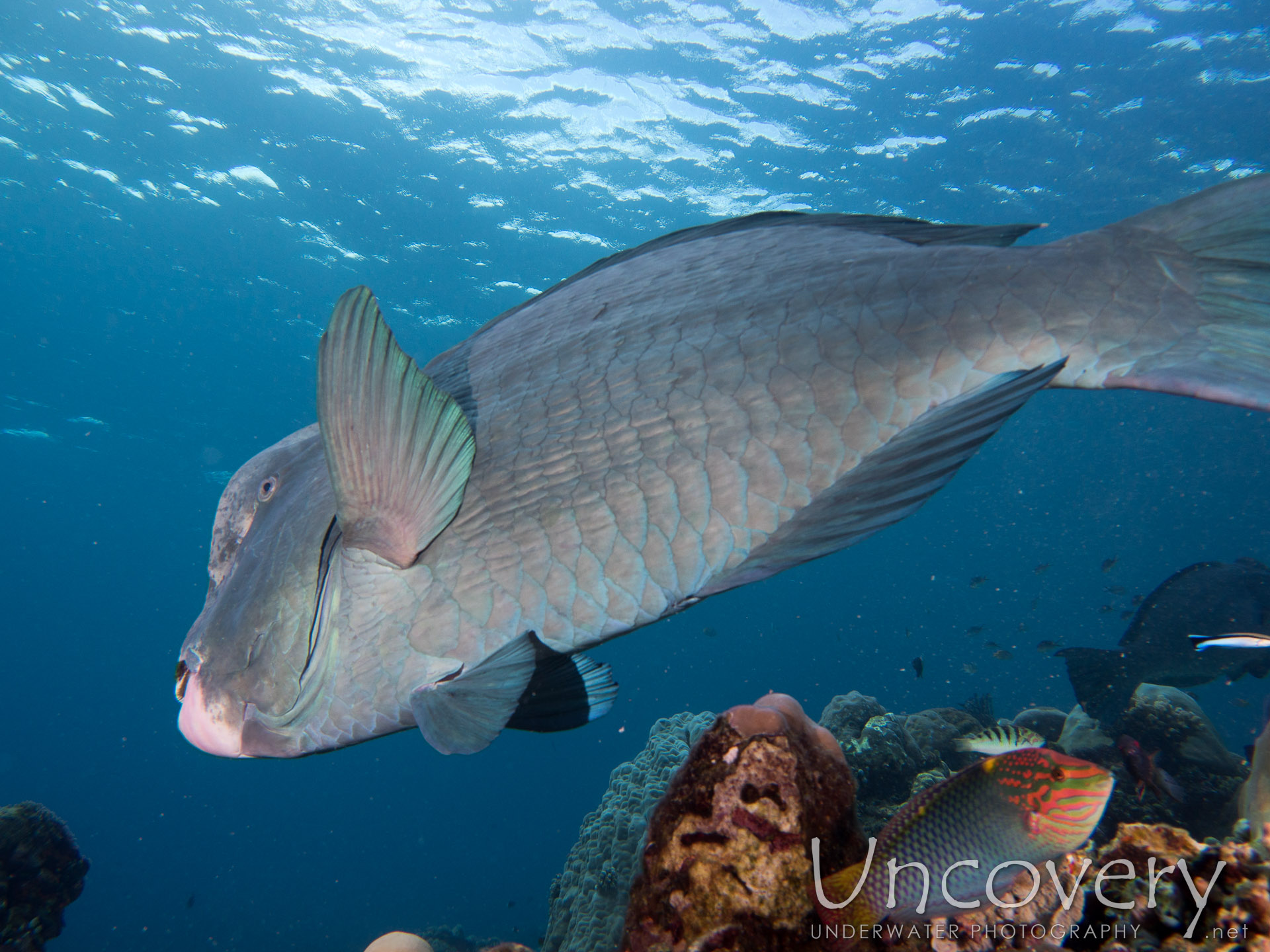 Humphead Parrotfish (bolbometopon Muricatum), photo taken in Indonesia, Bali, Tulamben, Ulami