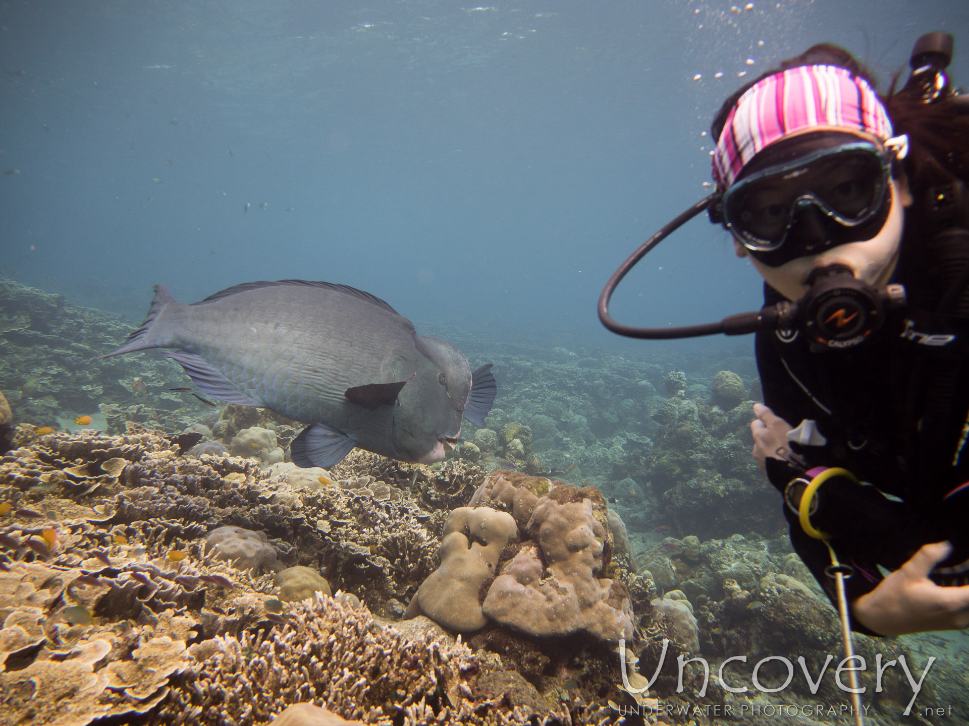 Humphead Parrotfish (bolbometopon Muricatum), photo taken in Indonesia, Bali, Tulamben, Ulami