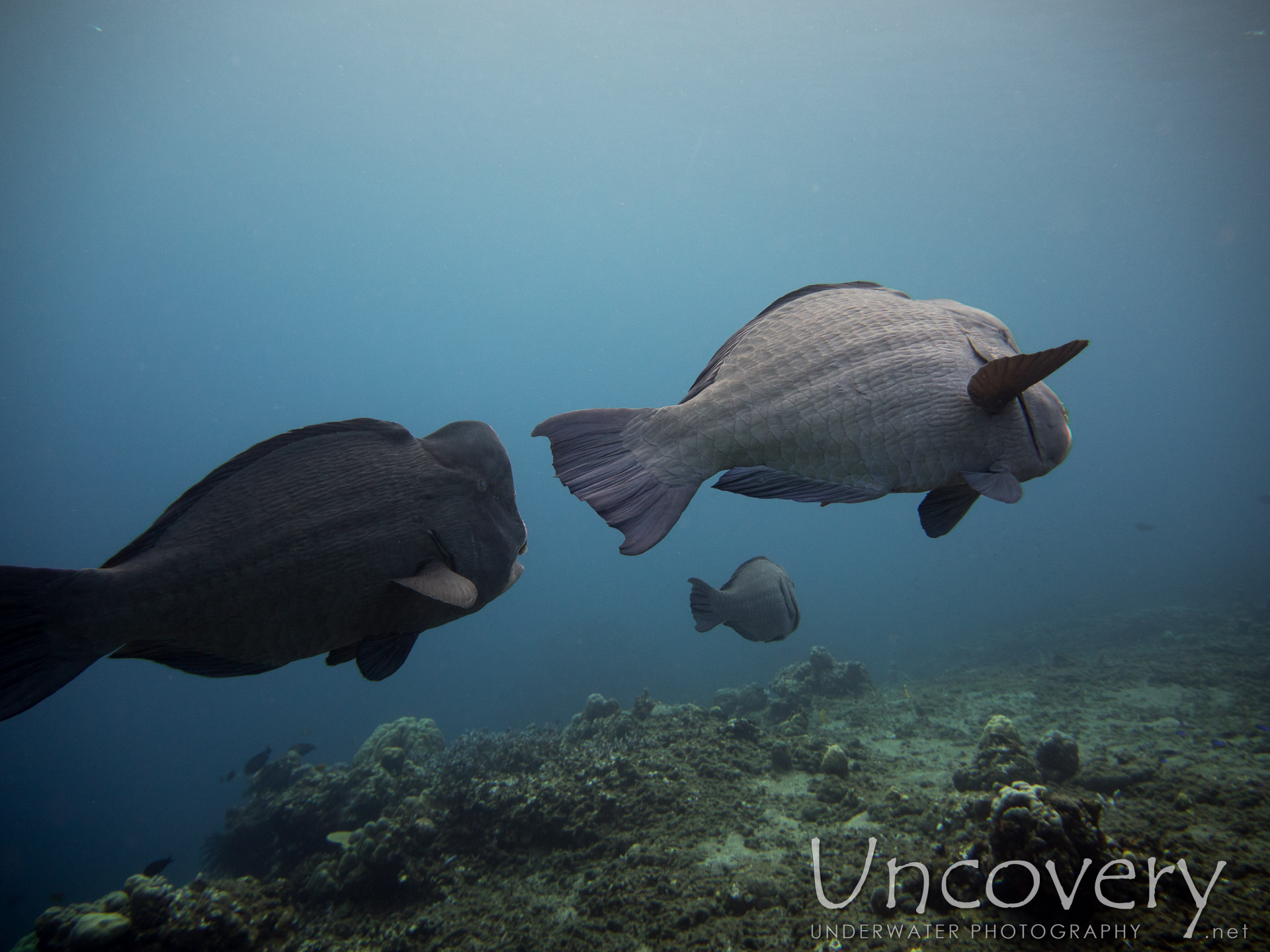 Humphead Parrotfish (bolbometopon Muricatum), photo taken in Indonesia, Bali, Tulamben, Ulami