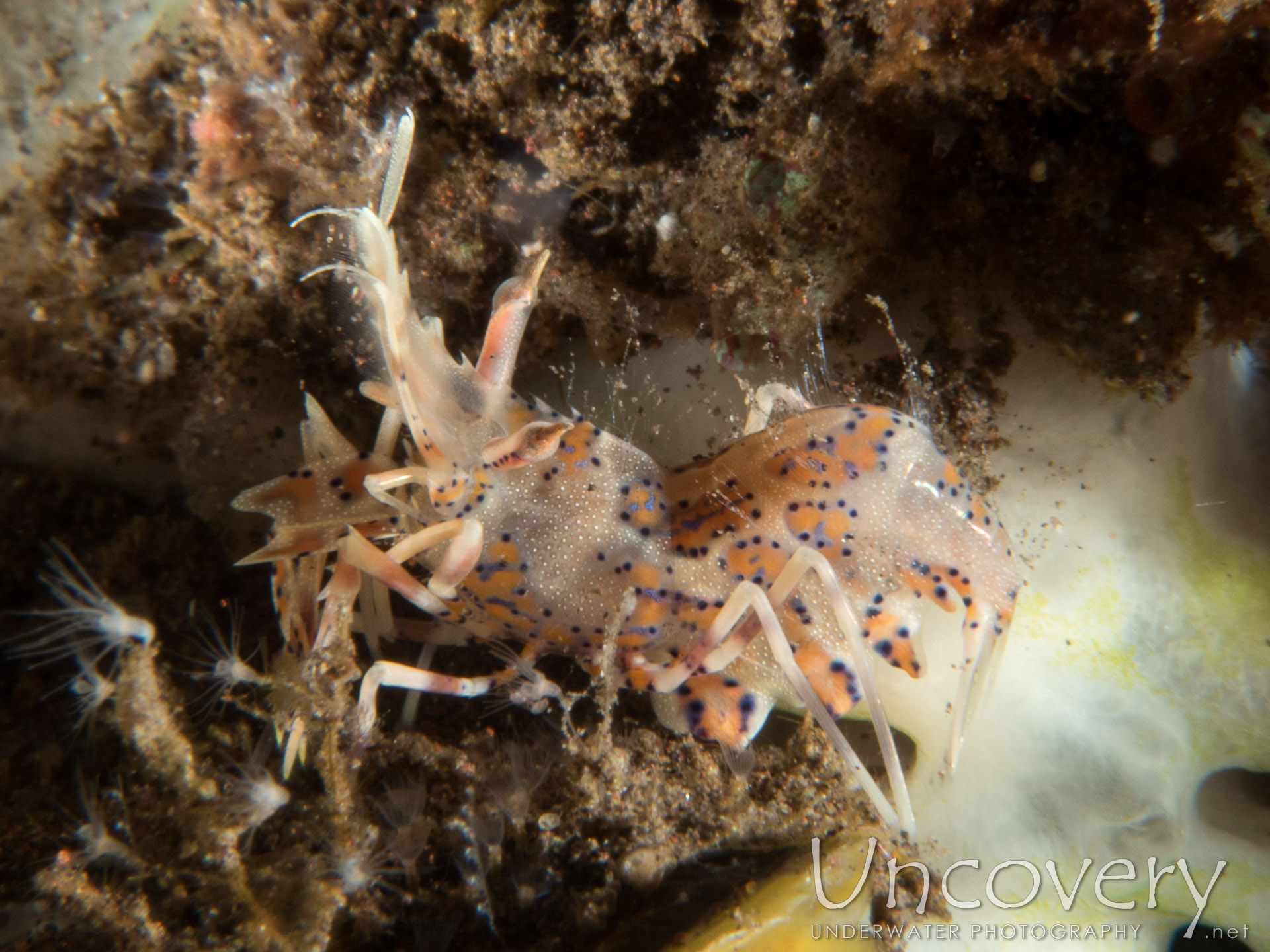 Tiger Shrimp (phyllognathia Ceratophthalma), photo taken in Indonesia, Bali, Tulamben, Seraya Secrets