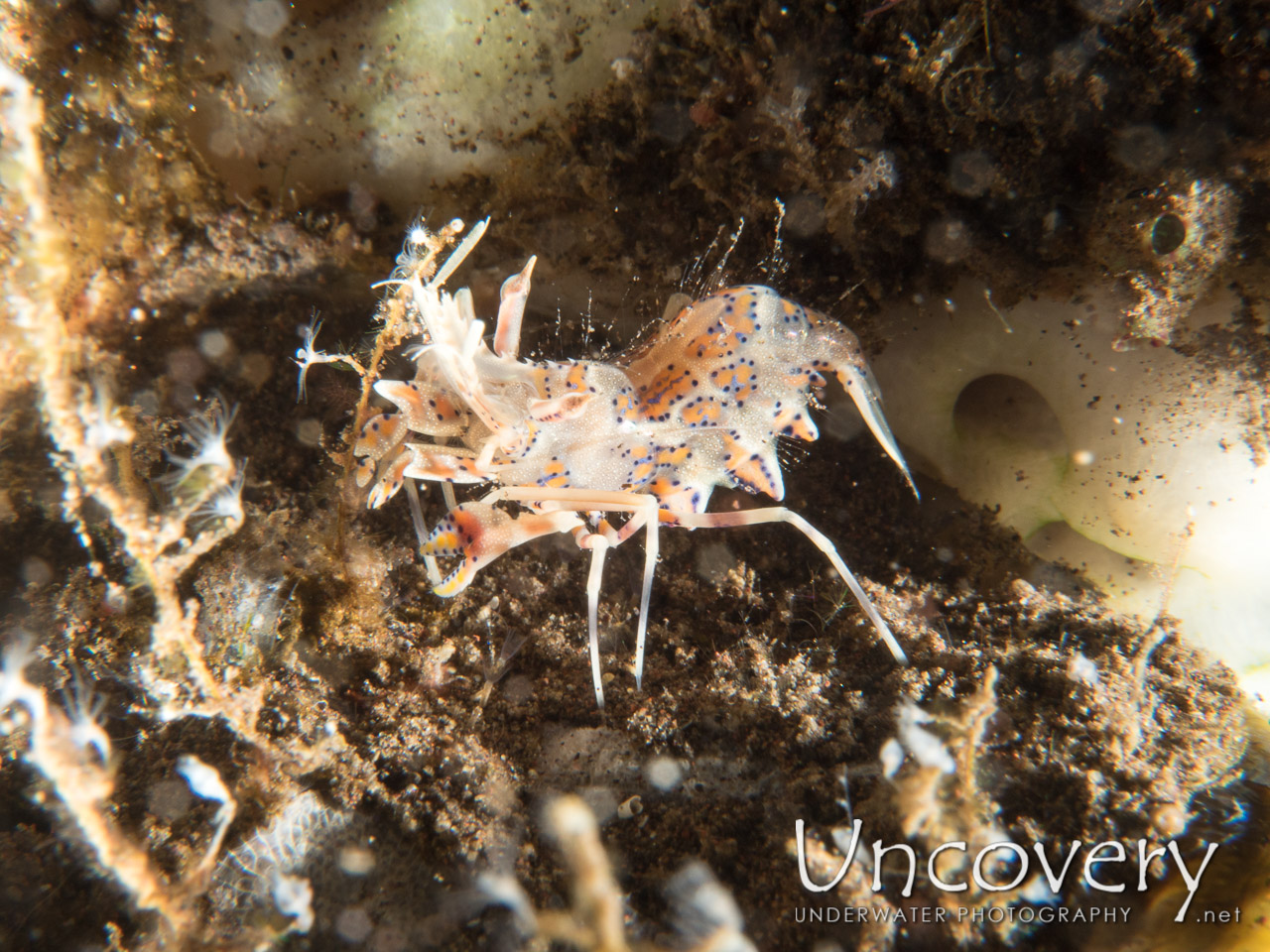 Tiger Shrimp (phyllognathia Ceratophthalma) shot in Indonesia|Bali|Tulamben|Seraya Secrets