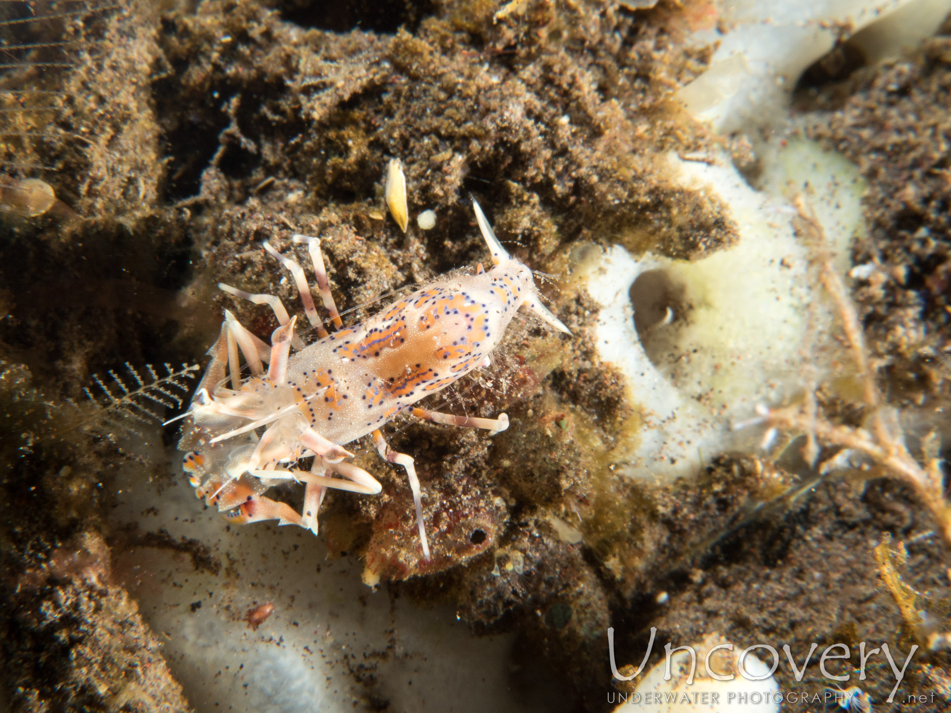 Tiger Shrimp (phyllognathia Ceratophthalma), photo taken in Indonesia, Bali, Tulamben, Seraya Secrets