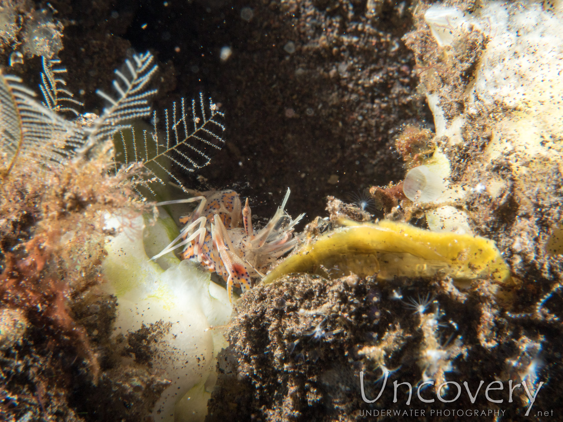 Tiger Shrimp (phyllognathia Ceratophthalma), photo taken in Indonesia, Bali, Tulamben, Seraya Secrets