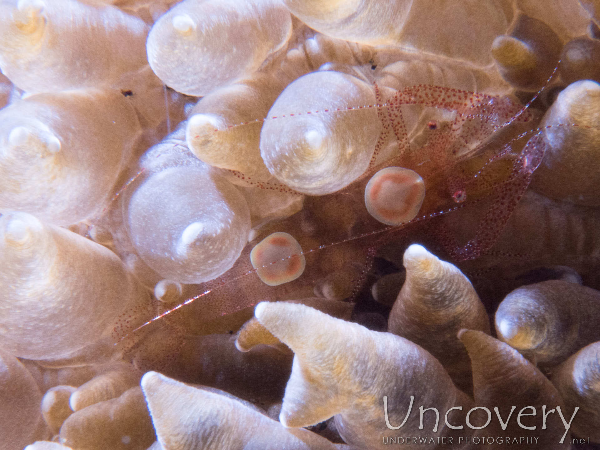 Eggshell Shrimp (hamopontonia Corallicola), photo taken in Indonesia, Bali, Tulamben, Seraya Secrets