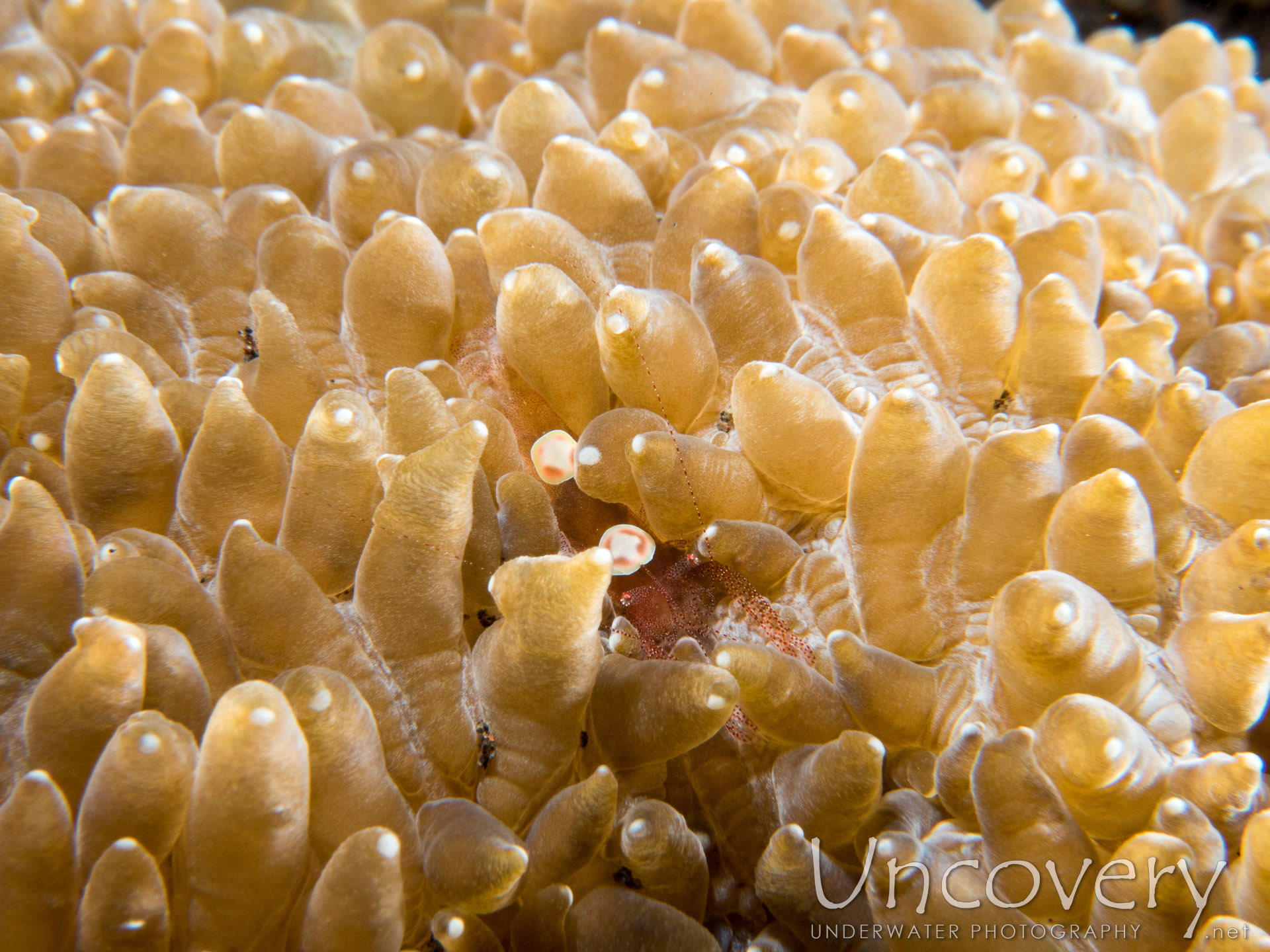 Eggshell Shrimp (hamopontonia Corallicola), photo taken in Indonesia, Bali, Tulamben, Seraya Secrets