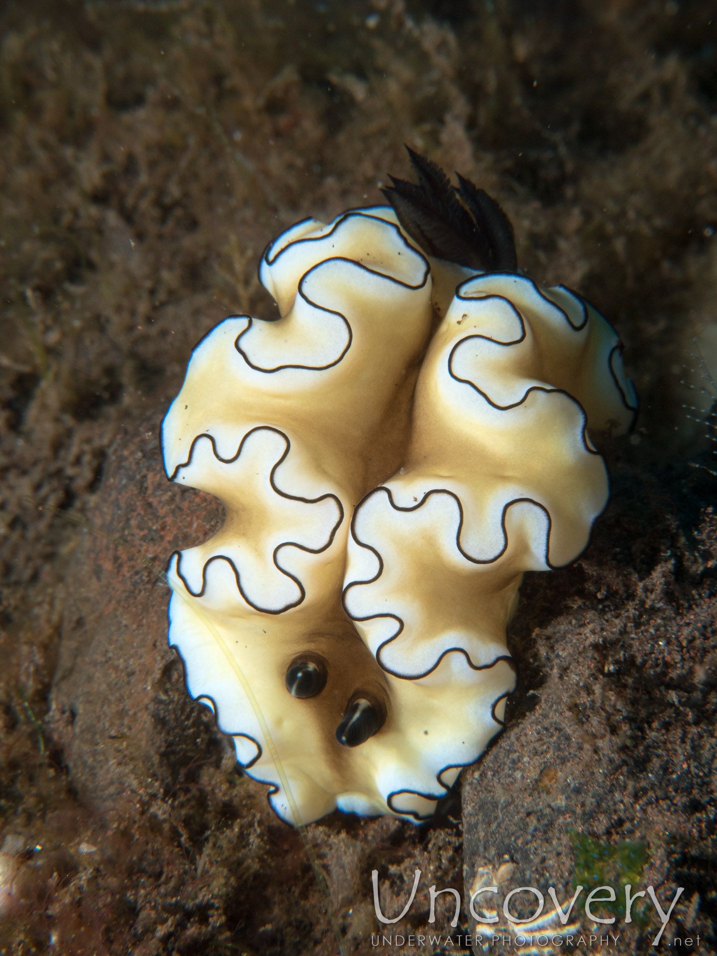 Nudibranch (doriprismatica Atromarginata), photo taken in Indonesia, Bali, Tulamben, Seraya Secrets