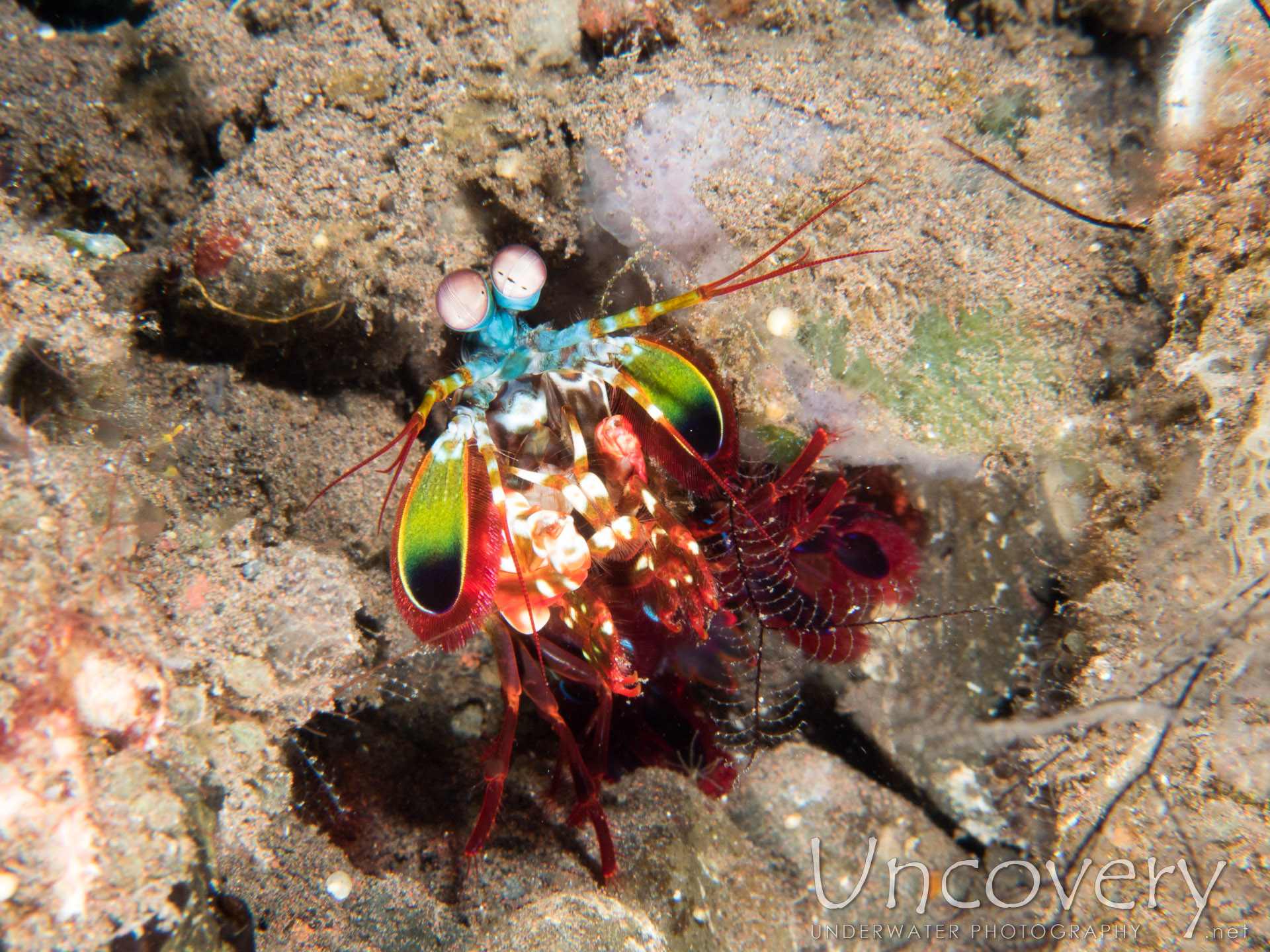 Peacock Mantis Shrimp (odontodactylus Scyllarus), photo taken in Indonesia, Bali, Tulamben, Seraya Secrets