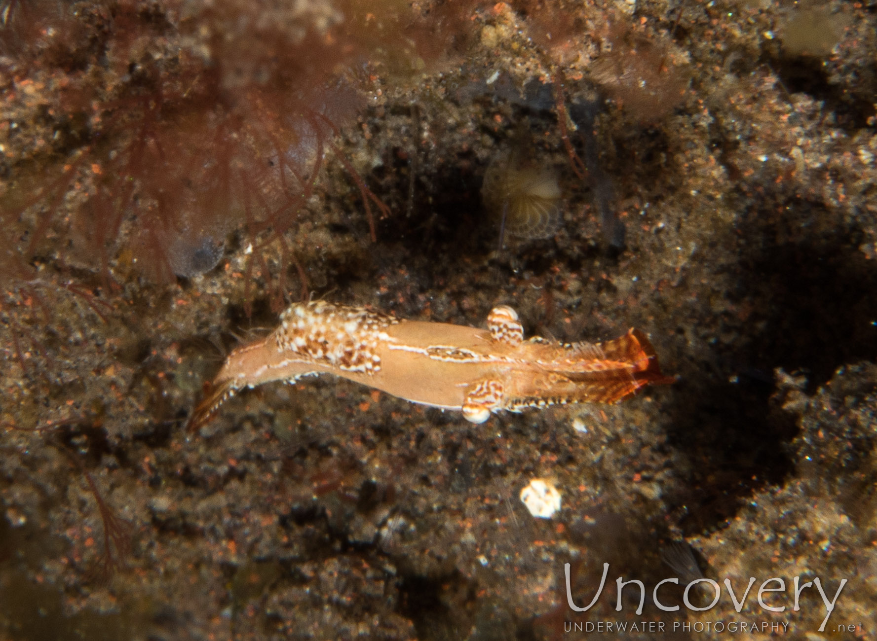 Donald Duck Shrimp (leander Plumosus), photo taken in Indonesia, Bali, Tulamben, Seraya Secrets