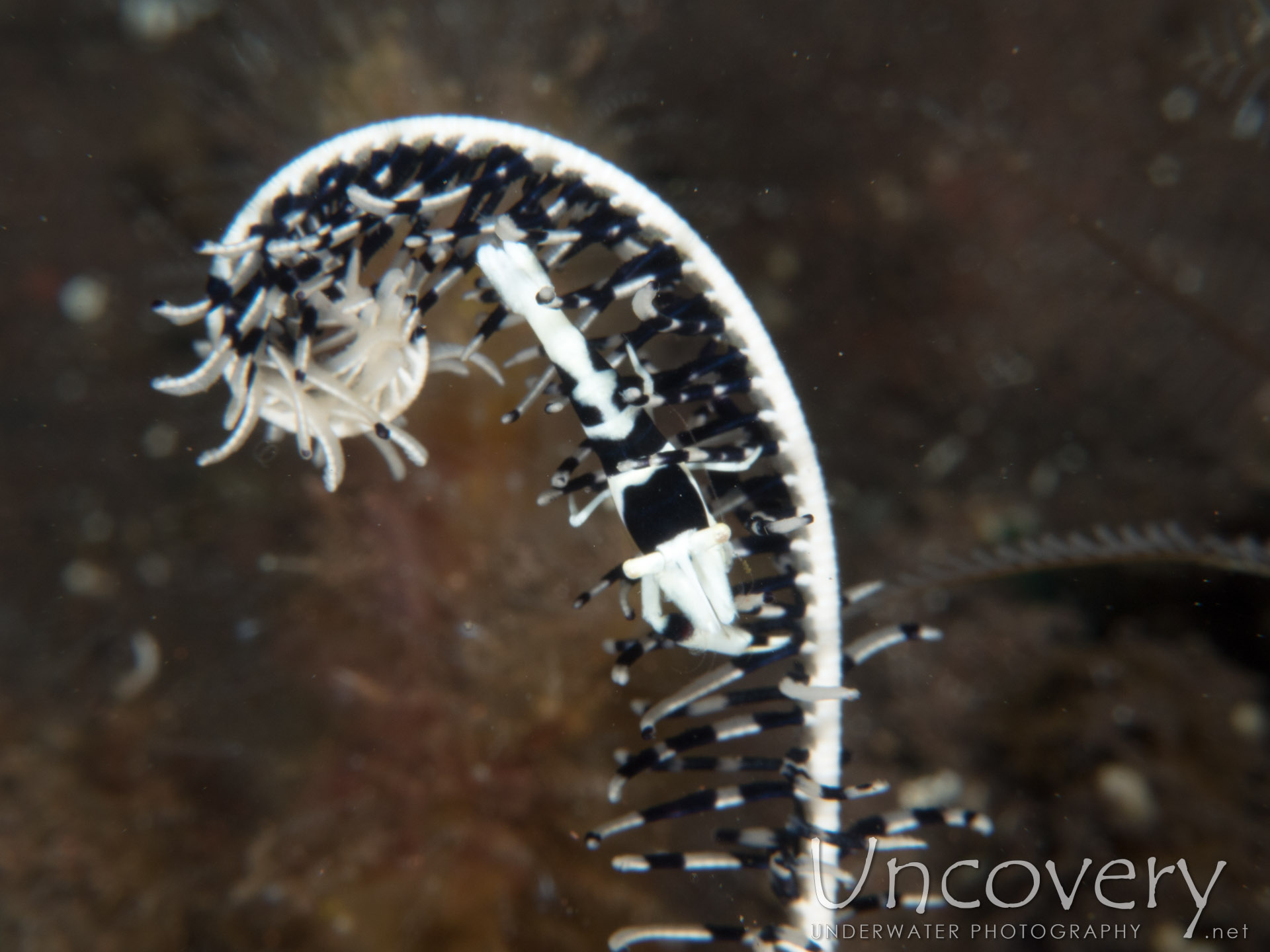 Black & White Crinoid Shrimp (laomenes Albonigrus), photo taken in Indonesia, Bali, Tulamben, Seraya Secrets