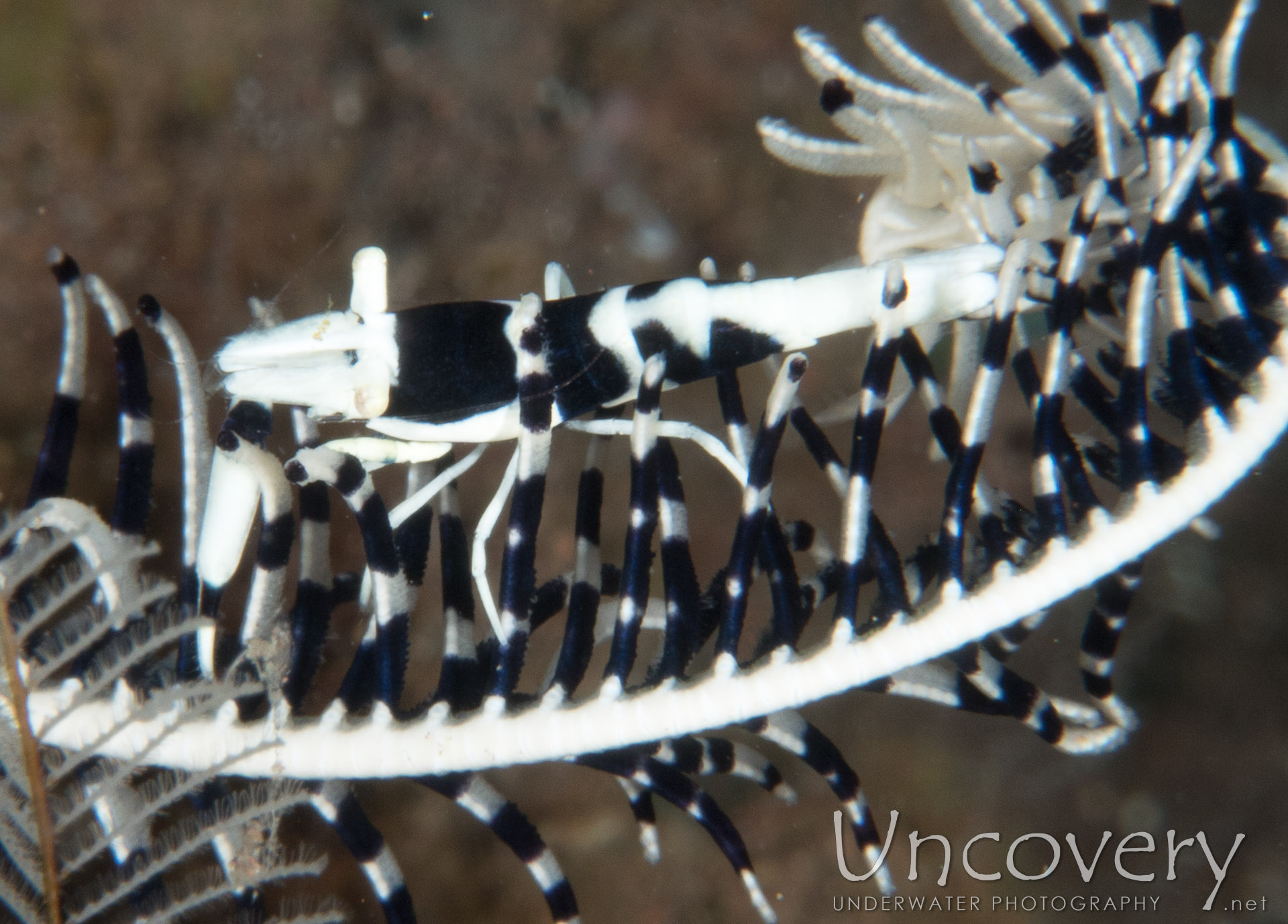 Black & White Crinoid Shrimp (laomenes Albonigrus), photo taken in Indonesia, Bali, Tulamben, Seraya Secrets