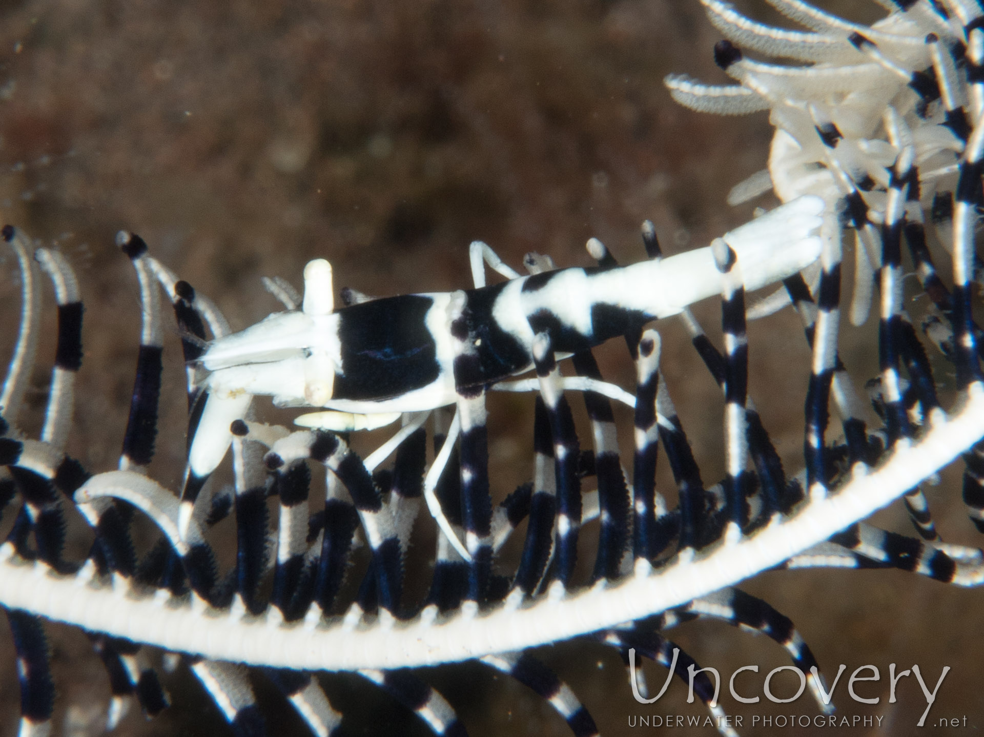 Black & White Crinoid Shrimp (laomenes Albonigrus), photo taken in Indonesia, Bali, Tulamben, Seraya Secrets