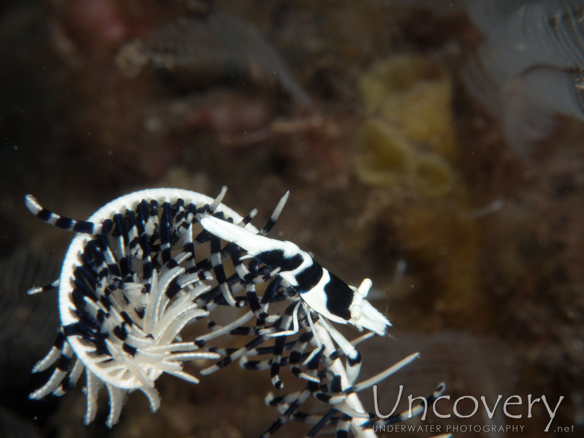 Black & White Crinoid Shrimp (laomenes Albonigrus), photo taken in Indonesia, Bali, Tulamben, Seraya Secrets