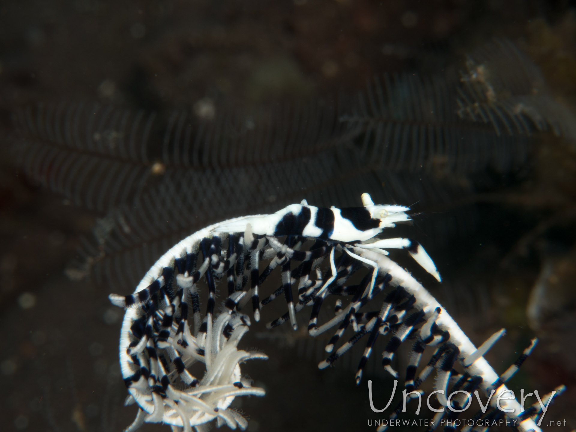 Black & White Crinoid Shrimp (laomenes Albonigrus), photo taken in Indonesia, Bali, Tulamben, Seraya Secrets