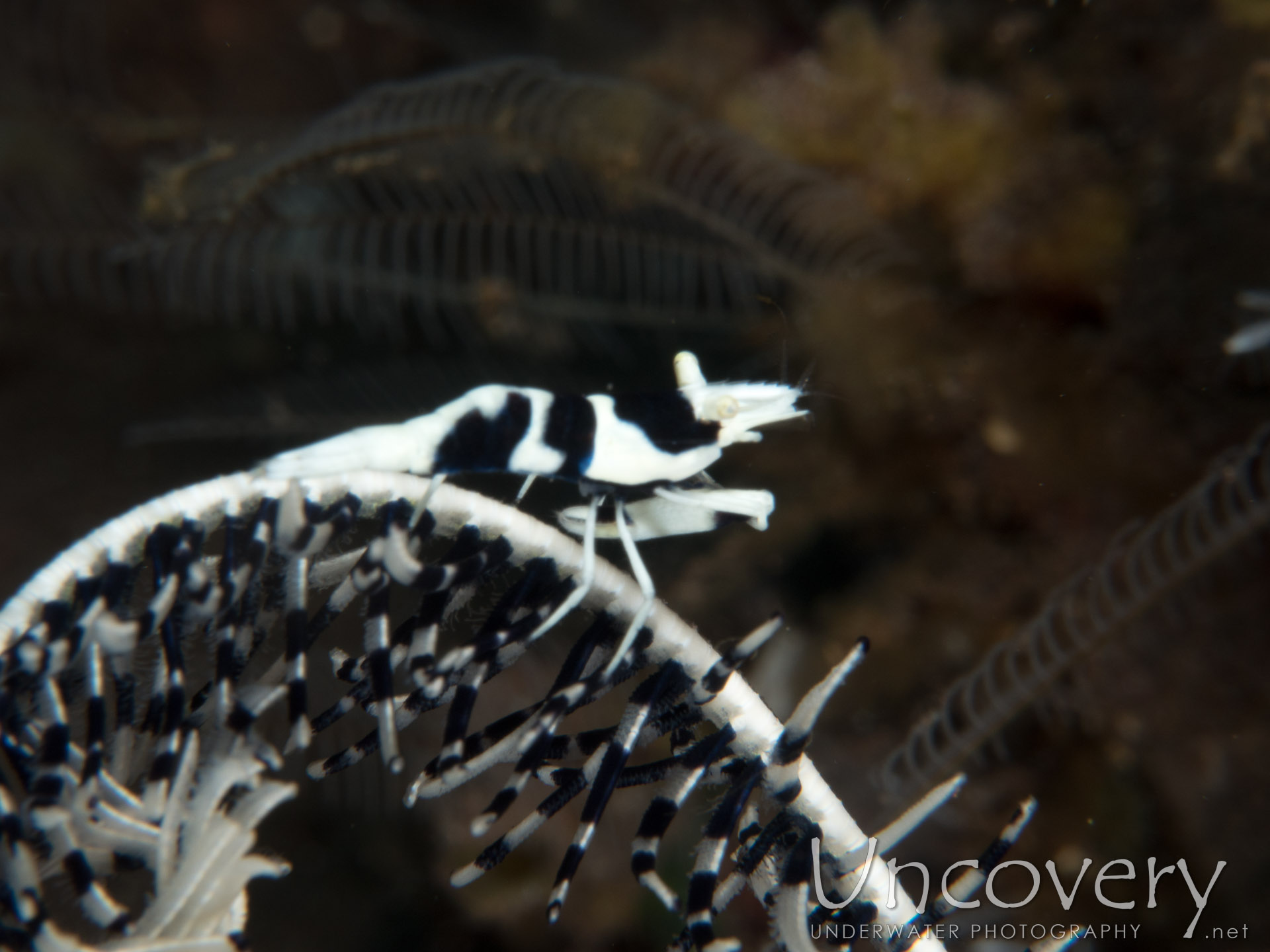 Black & White Crinoid Shrimp (laomenes Albonigrus), photo taken in Indonesia, Bali, Tulamben, Seraya Secrets