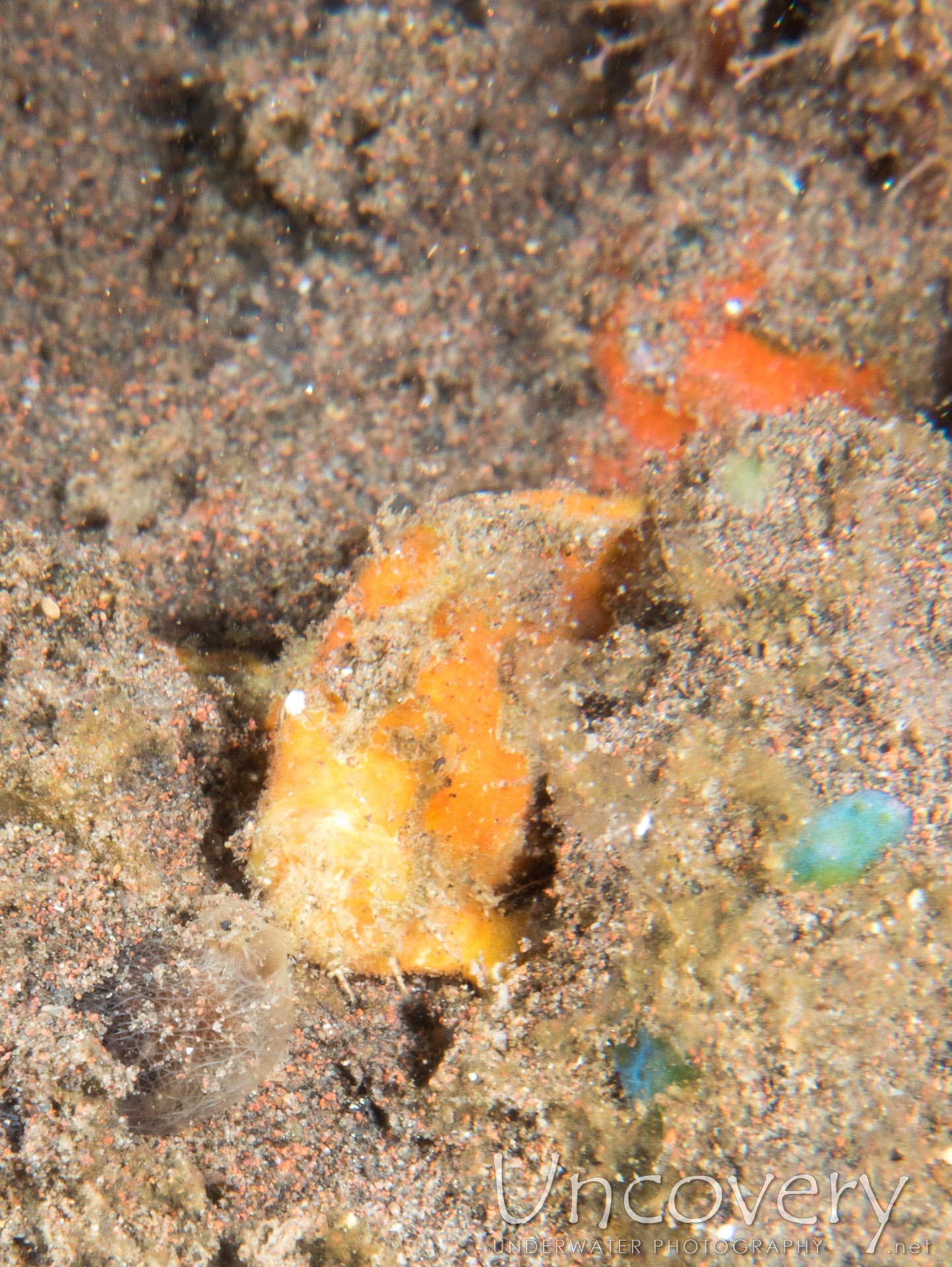 Painted Frogfish (antennarius Pictus), photo taken in Indonesia, Bali, Tulamben, Seraya Secrets