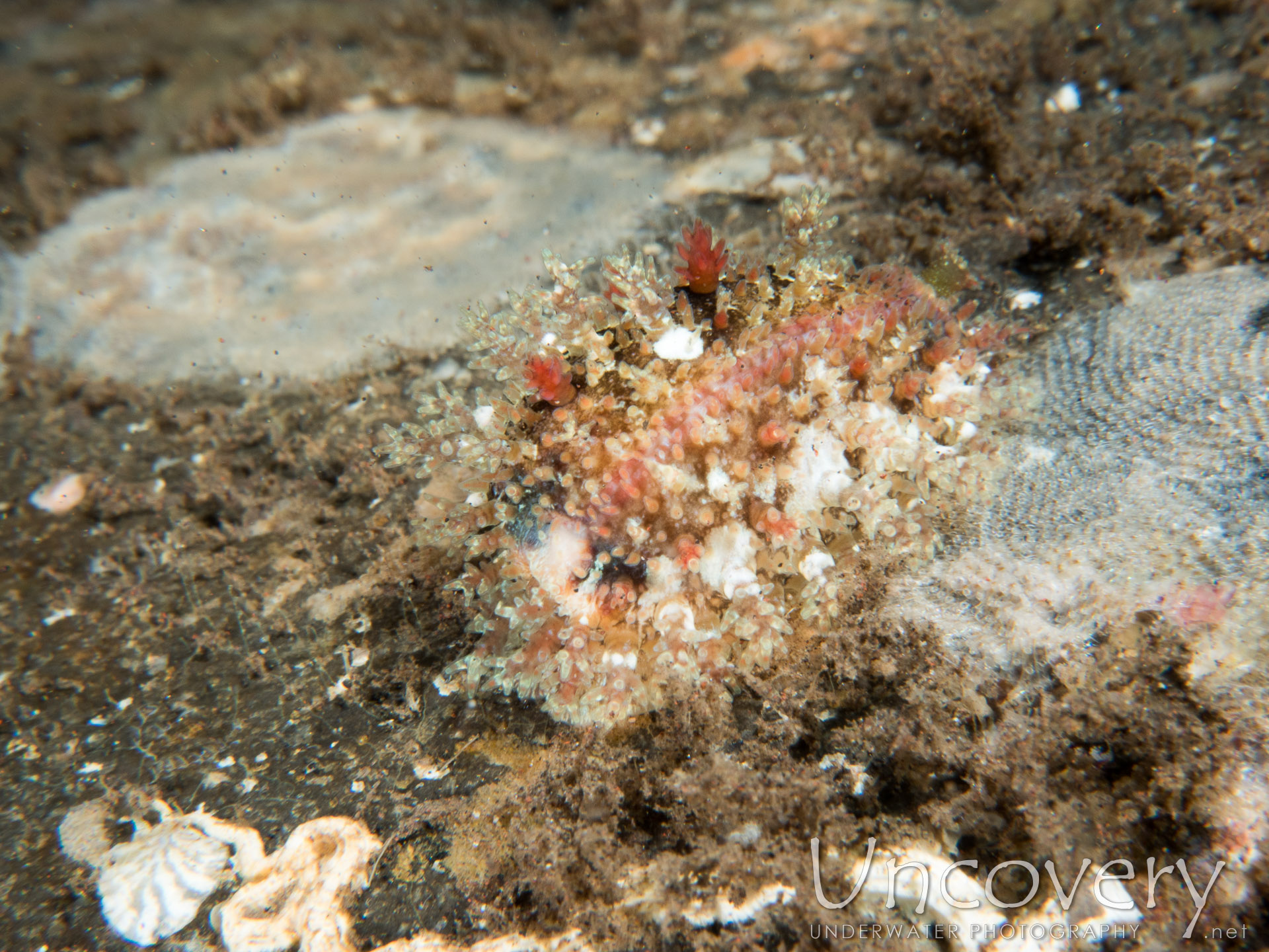 Nudibranch (to Be Defined), photo taken in Indonesia, Bali, Tulamben, Seraya Secrets