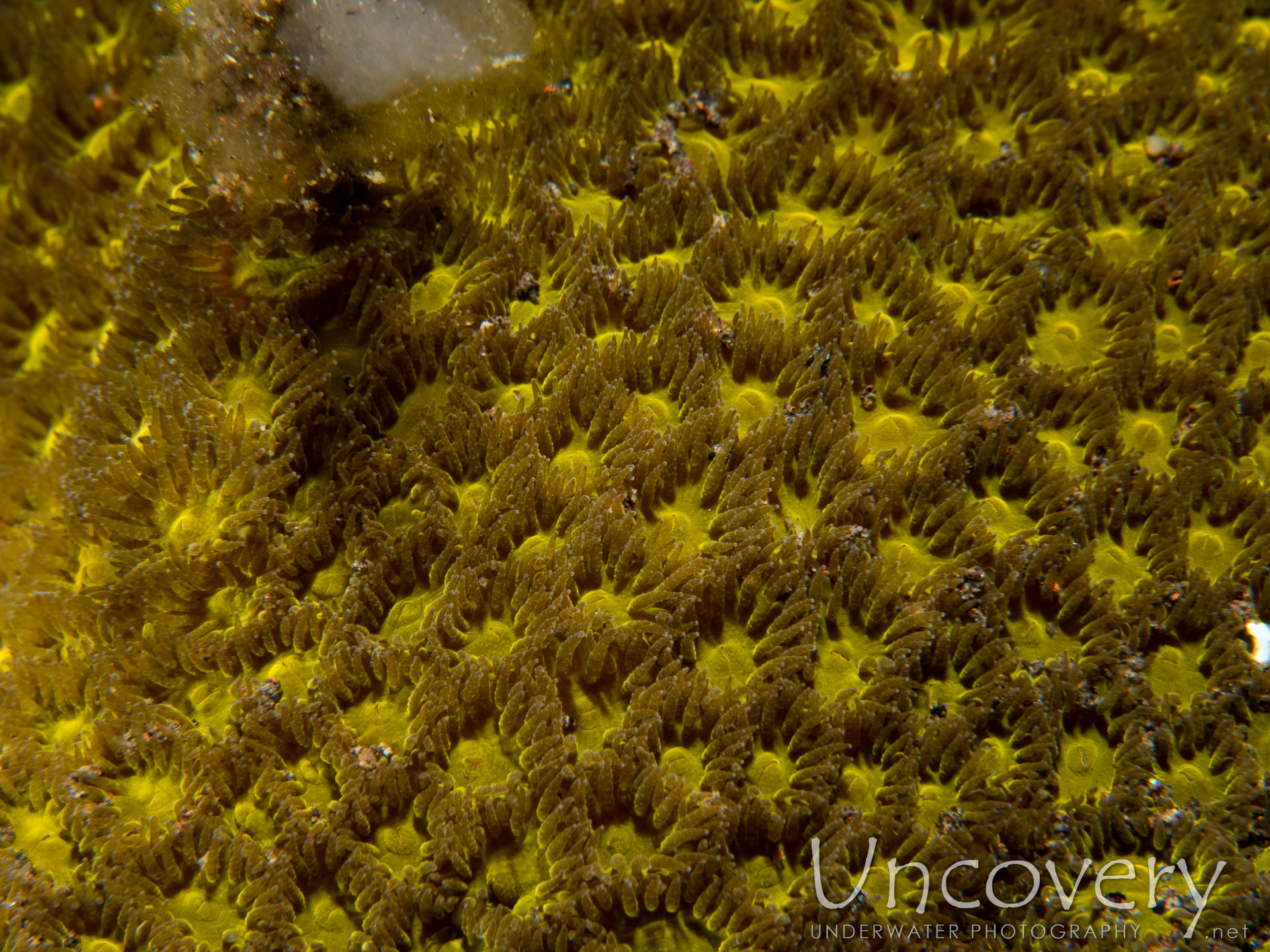 Coral, photo taken in Indonesia, Bali, Tulamben, Melasti