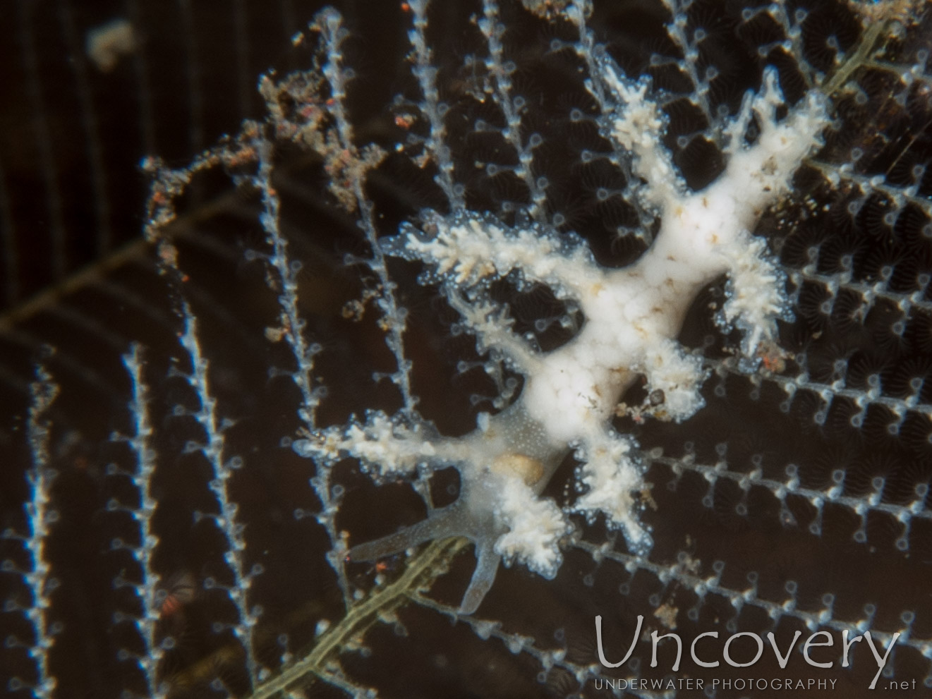 Nudibranch (eubranchus Sp.), photo taken in Indonesia, Bali, Tulamben, Melasti