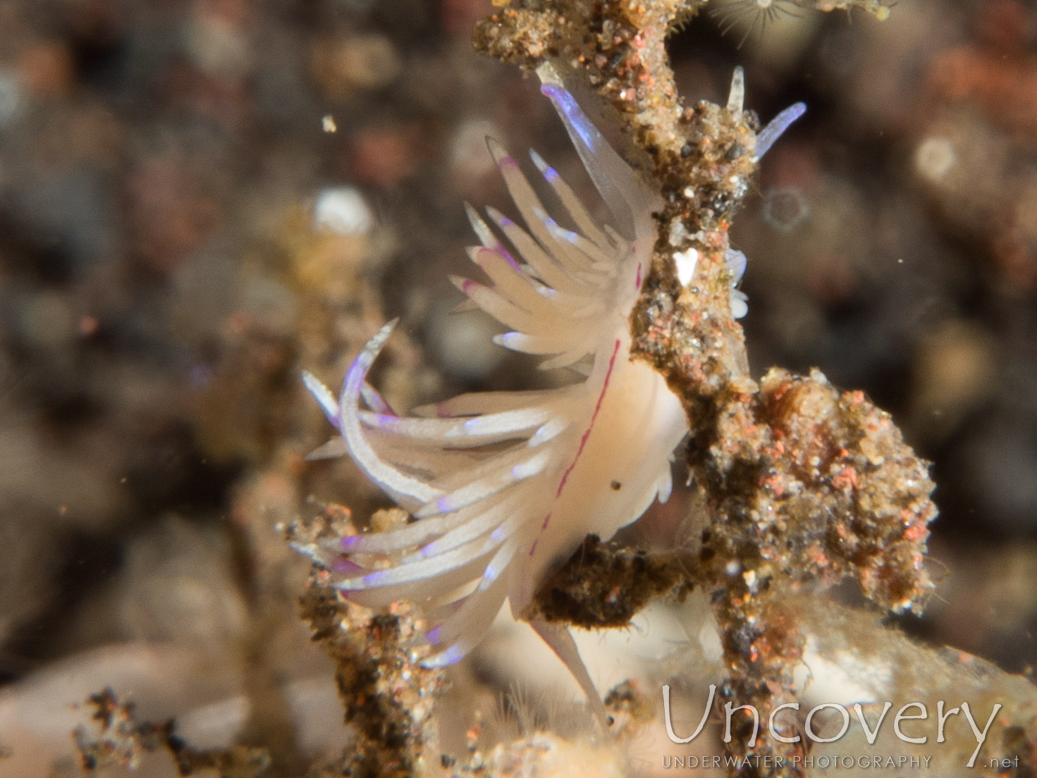 Nudibranch (unidentia Sandramillenae), photo taken in Indonesia, Bali, Tulamben, Melasti