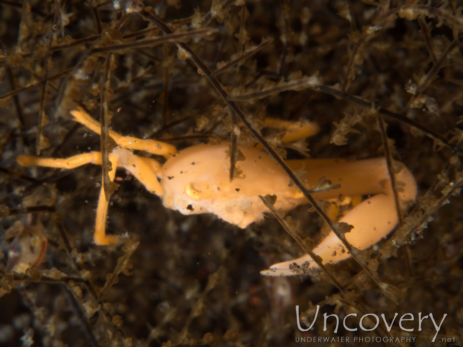 Quadrella Crab, photo taken in Indonesia, Bali, Tulamben, Melasti