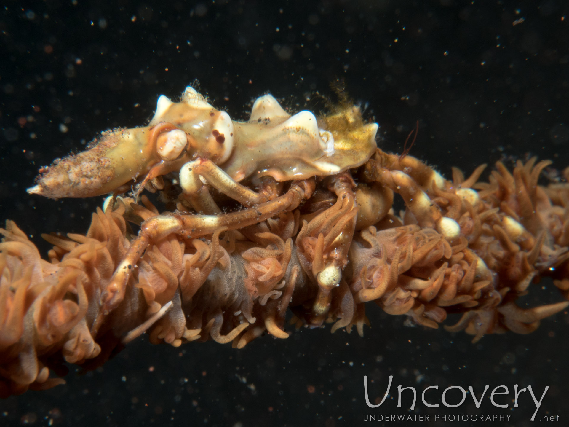 Xeno Crab (xenocarcinus Tuberculatus), photo taken in Indonesia, Bali, Tulamben, Melasti