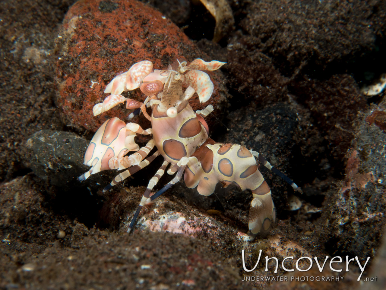 Harlequin Shrimp (hymenocera Picta) shot in Indonesia|Bali|Tulamben|Melasti